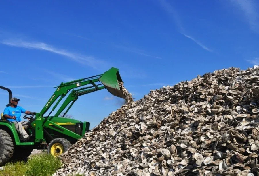 Bay Area oyster industry makes strides in sustainability