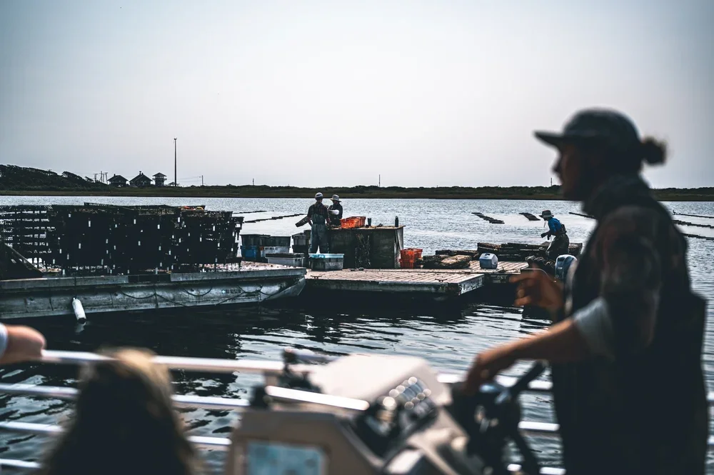 🌊 Unlocking the Future of Sustainable Seafood: Folkstone Creek Oyster Nursery Gets Approved!
