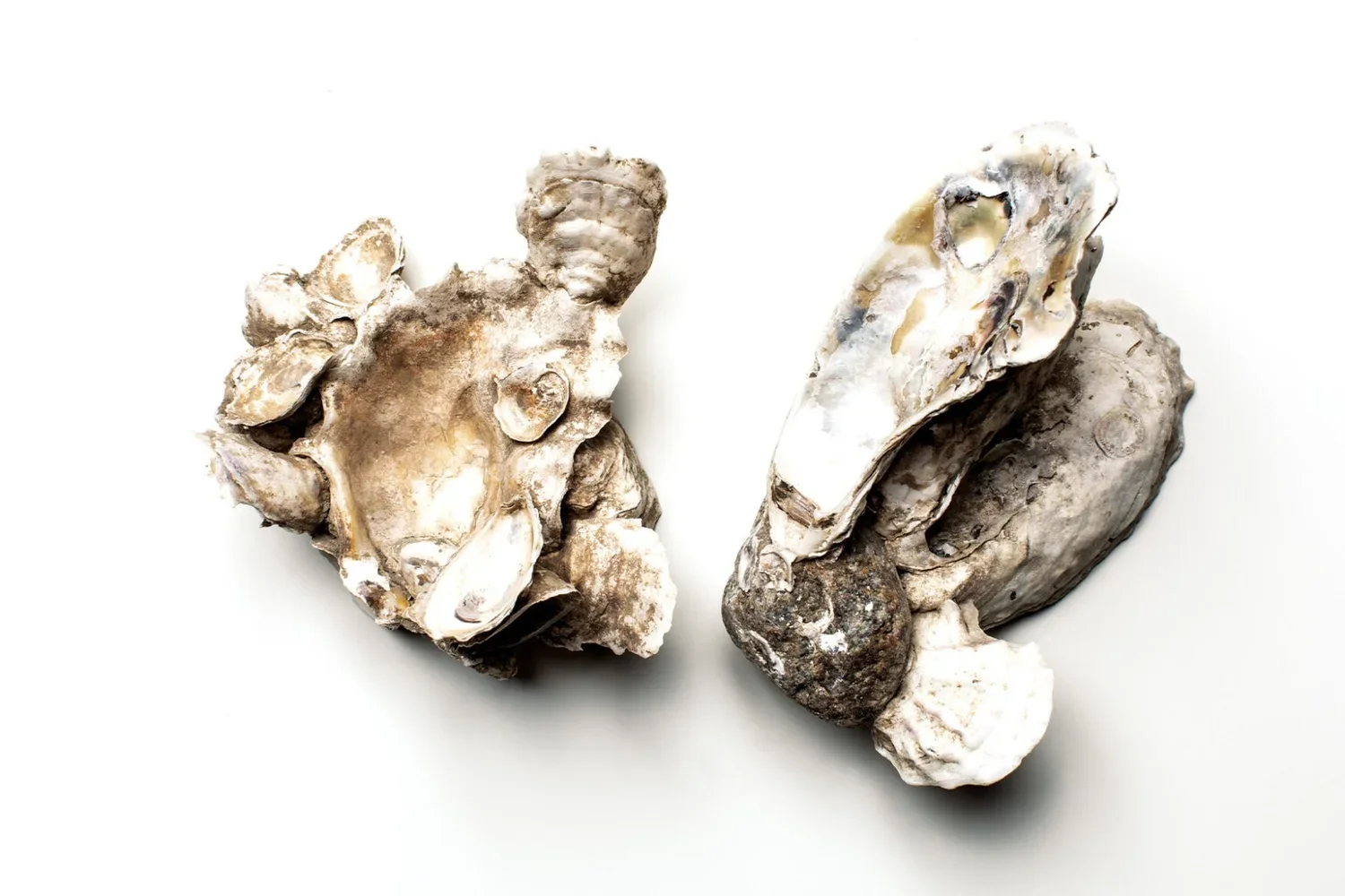 CULT Food Science invests in cell-based oyster company
