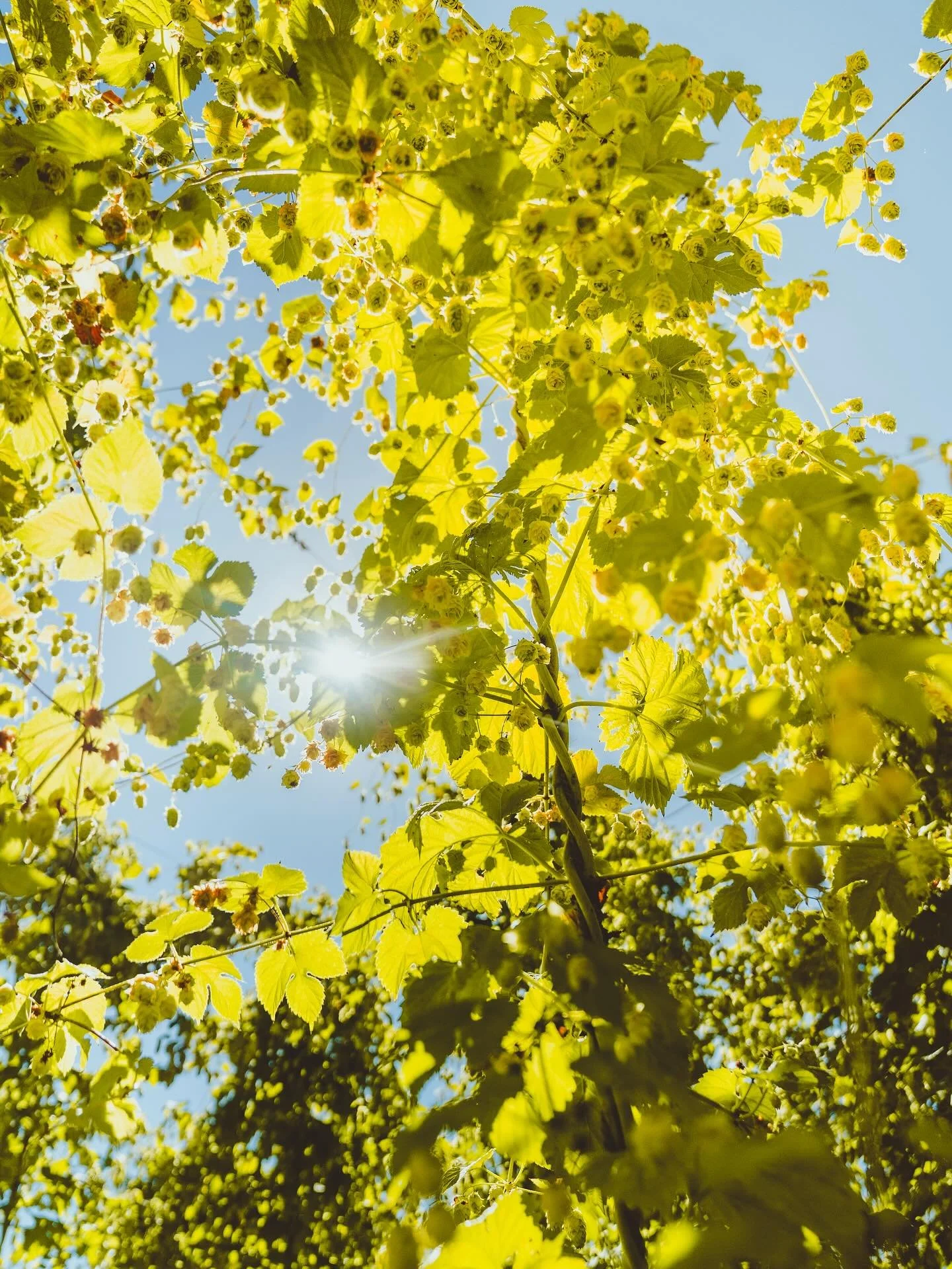 Sun, soil, and a whole lot of purity.
Our beers start here - in the heart of New Zealand, where we grow some of our own hops and source only the finest ingredients.

#DrinkTiny #TinyButMighty #PureNZ #NonAlcoholicBeer #CraftedWithCare