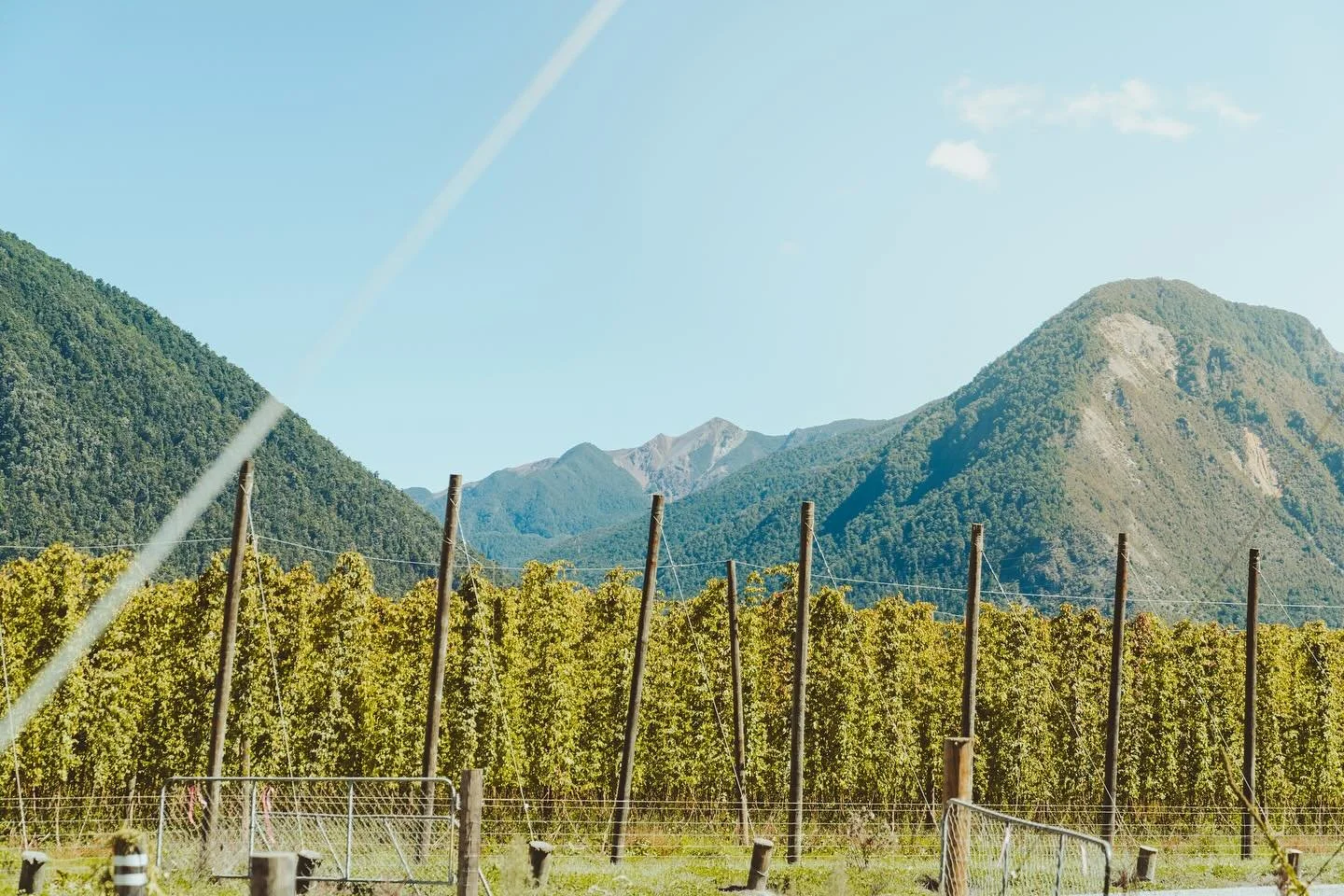 Grown in the heart of New Zealand and brewed with purpose - TINY is made to elevate the small, mighty moments in life.
Because great beer starts at the source.

#DrinkTiny #TinyButMighty #FromBackyardToCheers #NZBrewed #CraftedWithCare