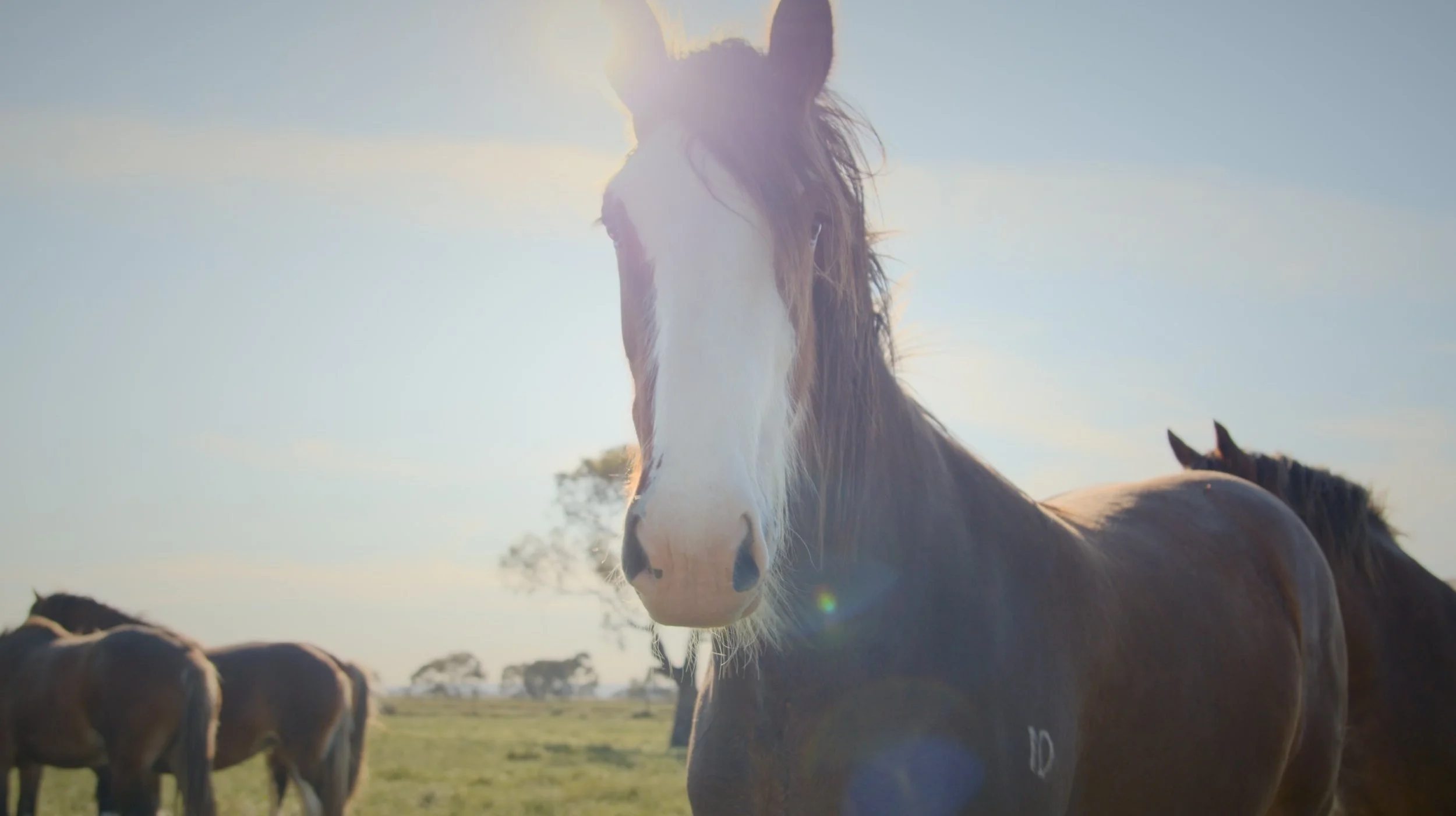 Horse compressed.jpg