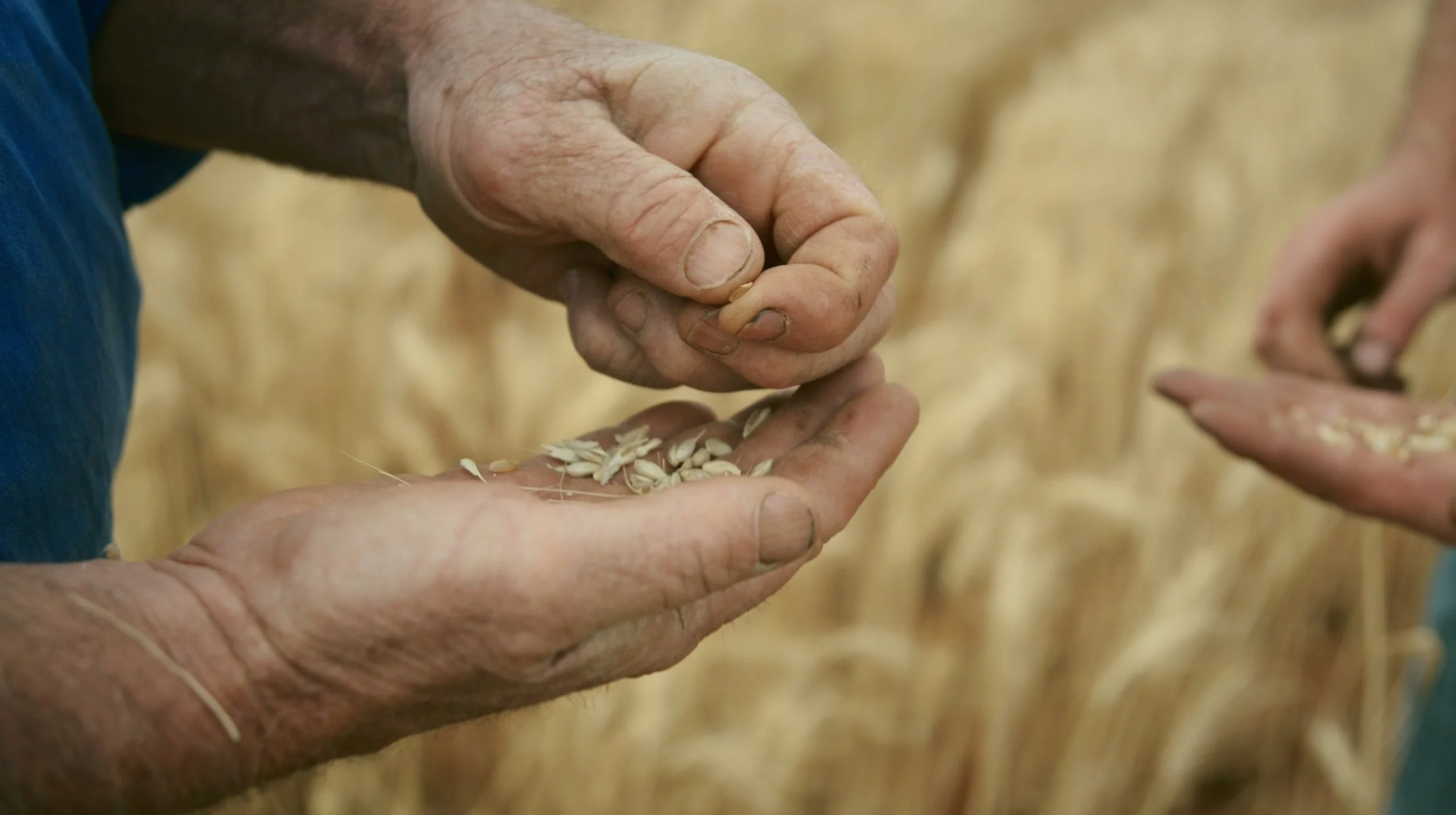 Grain Compressed.jpg