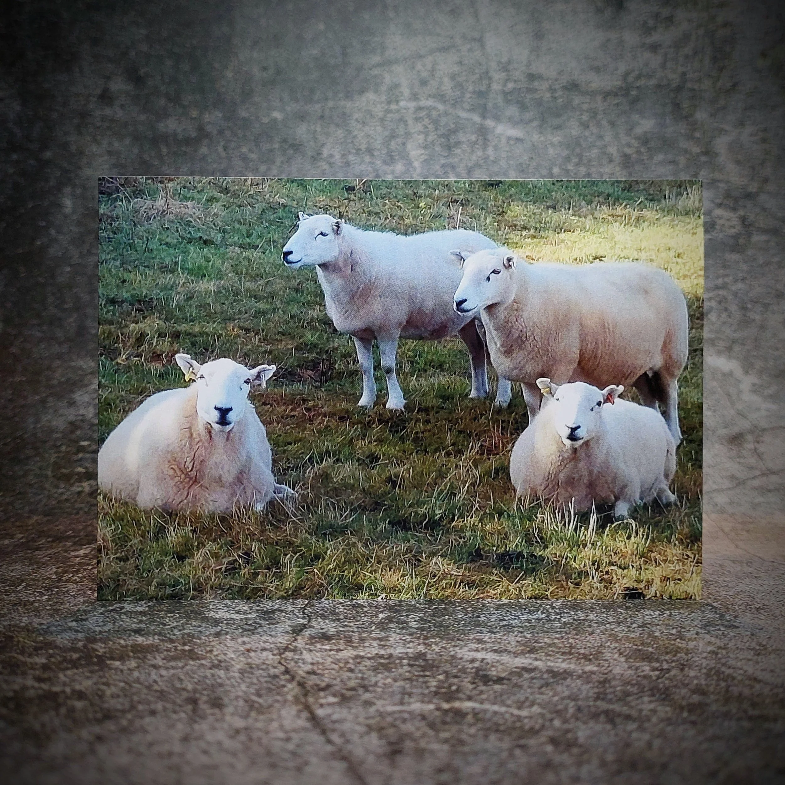 Cemaes Head Sheep 6x4 Photo Card