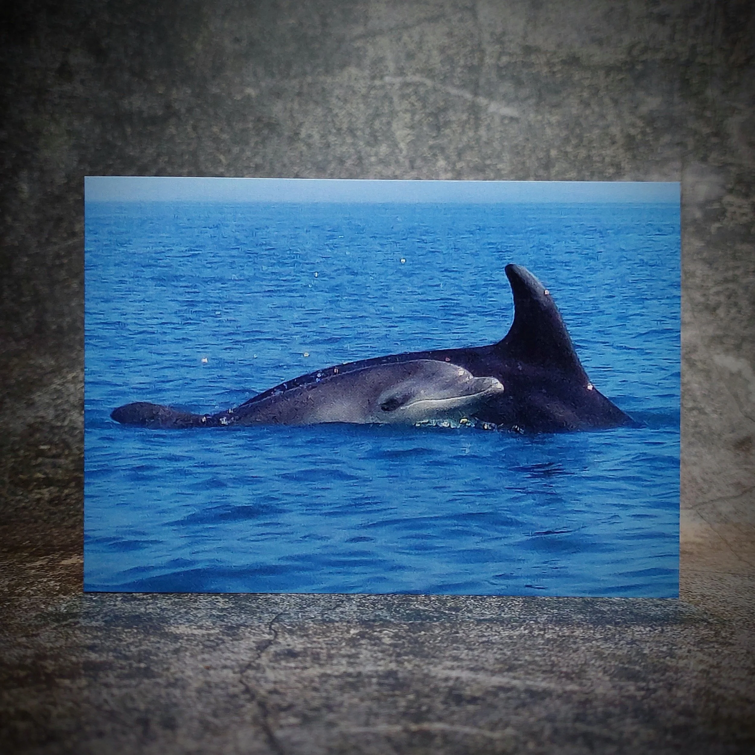 Dolphins in Cardigan Bay 6x4 Card