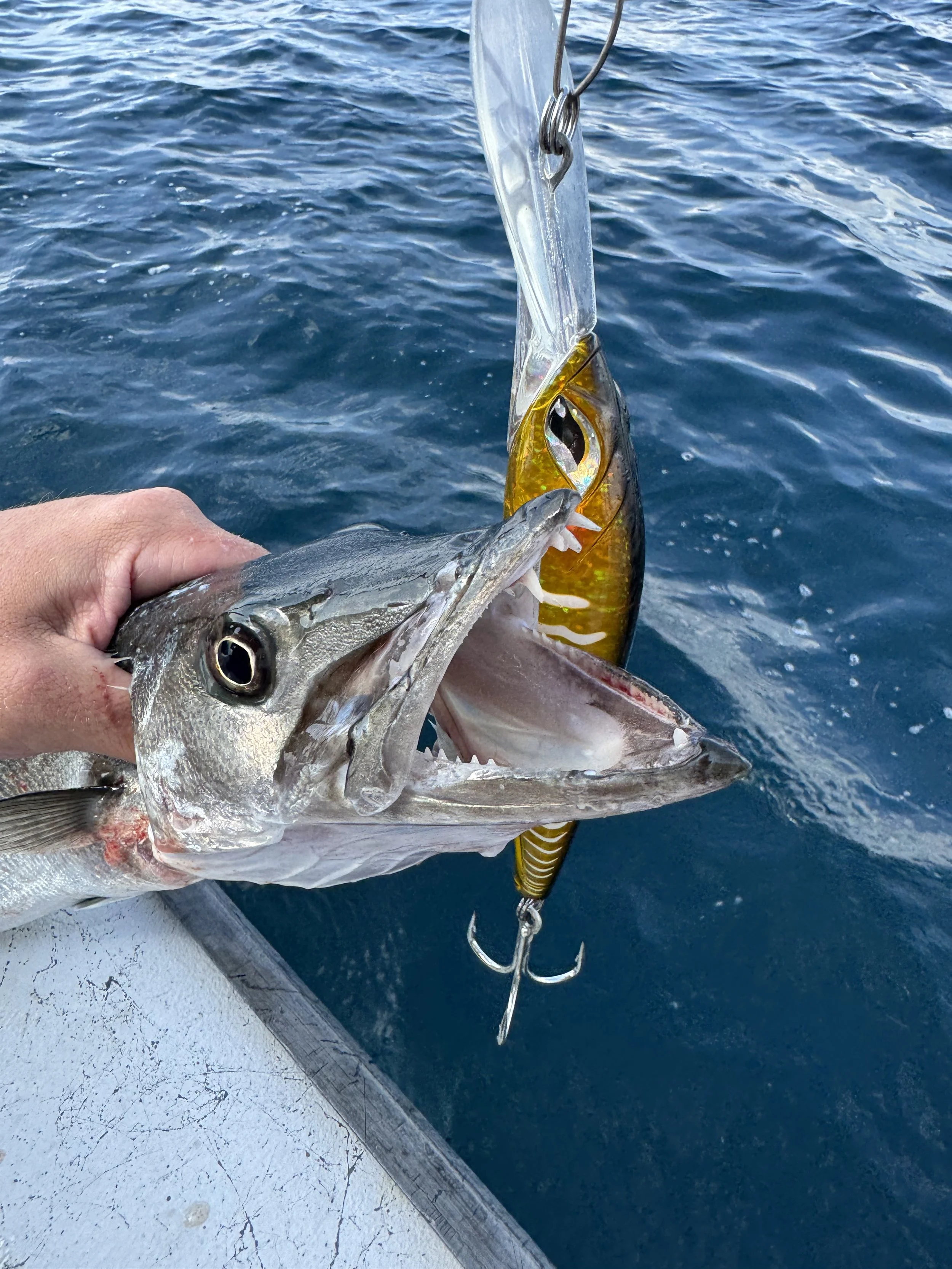 Fishing barracudas in Belize with premium fishing charters