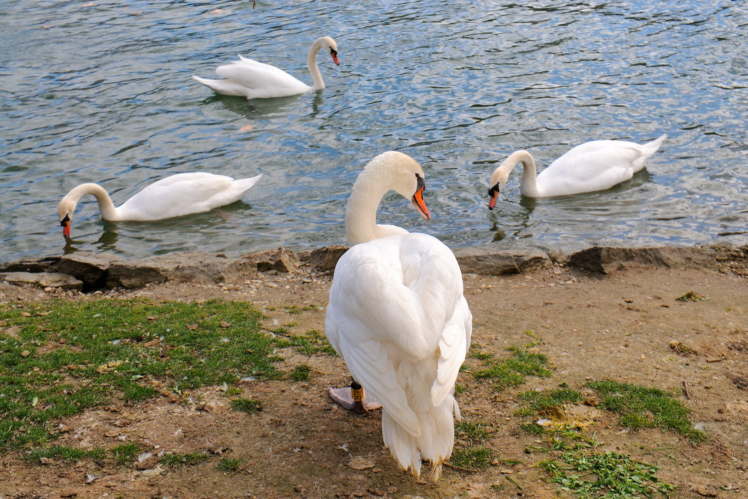 DSC_2771.JPG