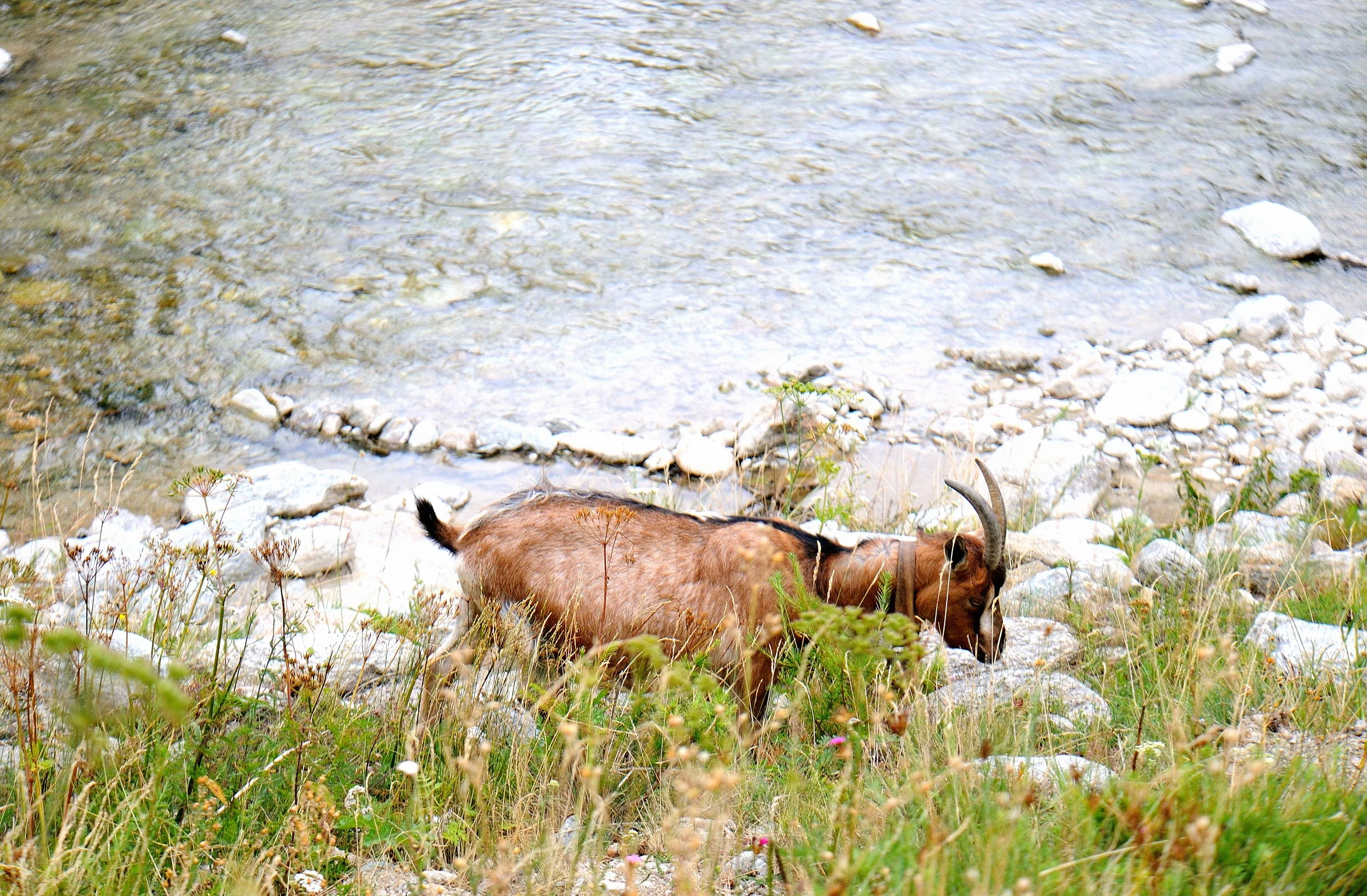 DSC_3460.JPG