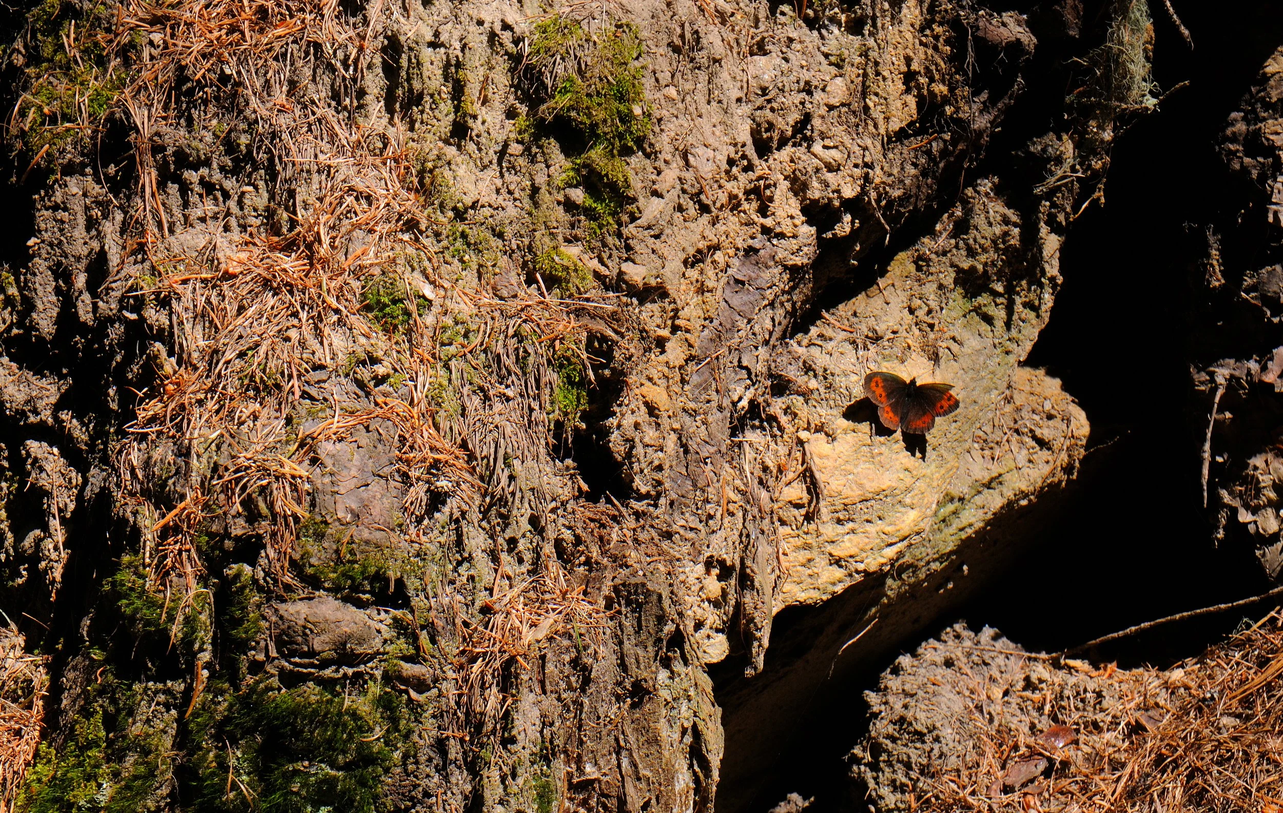 DSC_3249.JPG