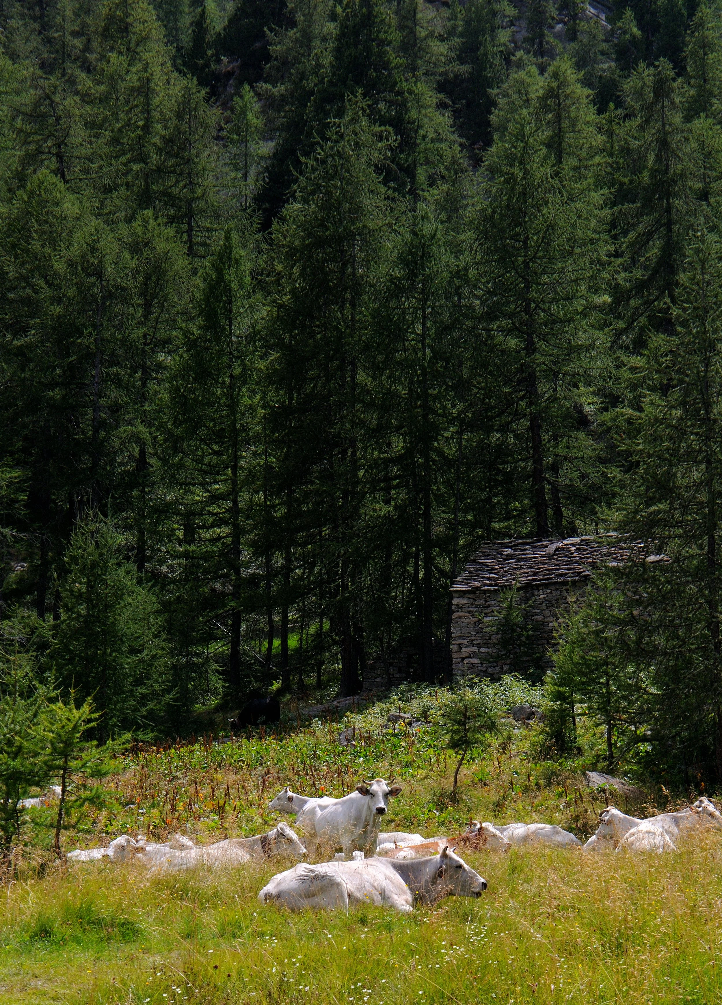 DSC_3419.JPG