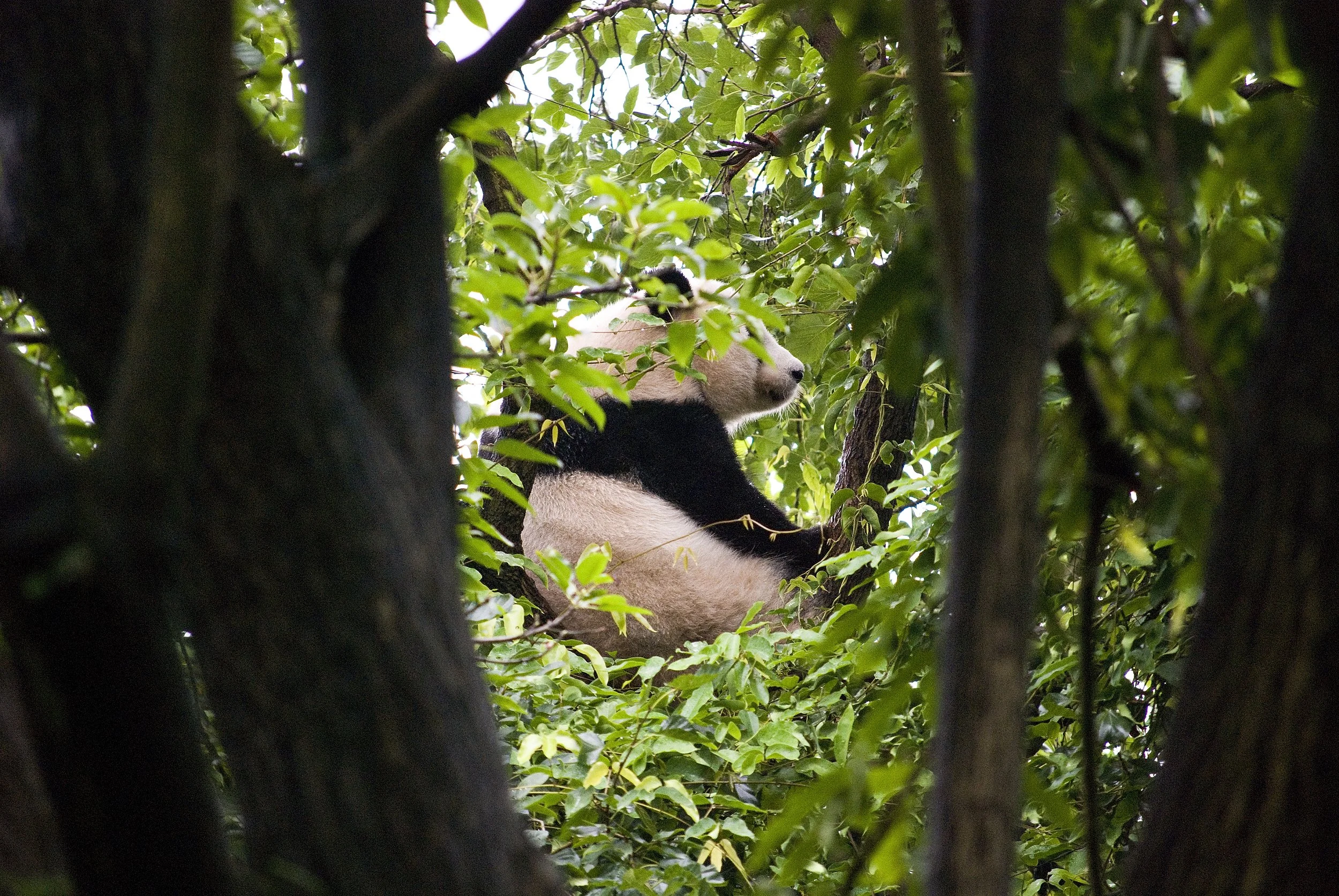 Chengdu - Centro di Ricerca e Allevamento dei Panda Giganti (Chengdu Research Base of Giant Panda Breeding)