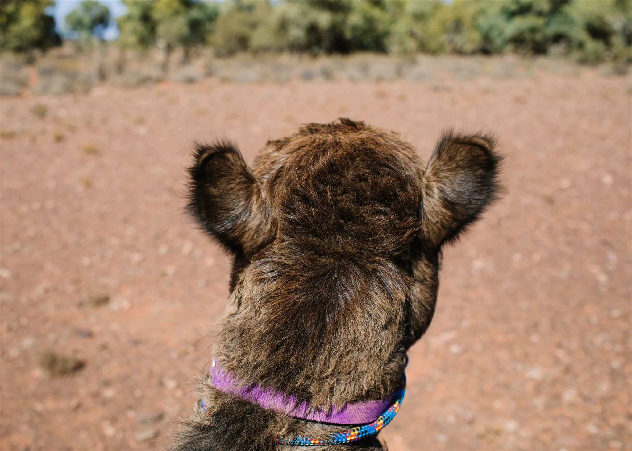 A brown Camel wearing a purple collar, standing outdoors on a dirt path, looking into the distance.