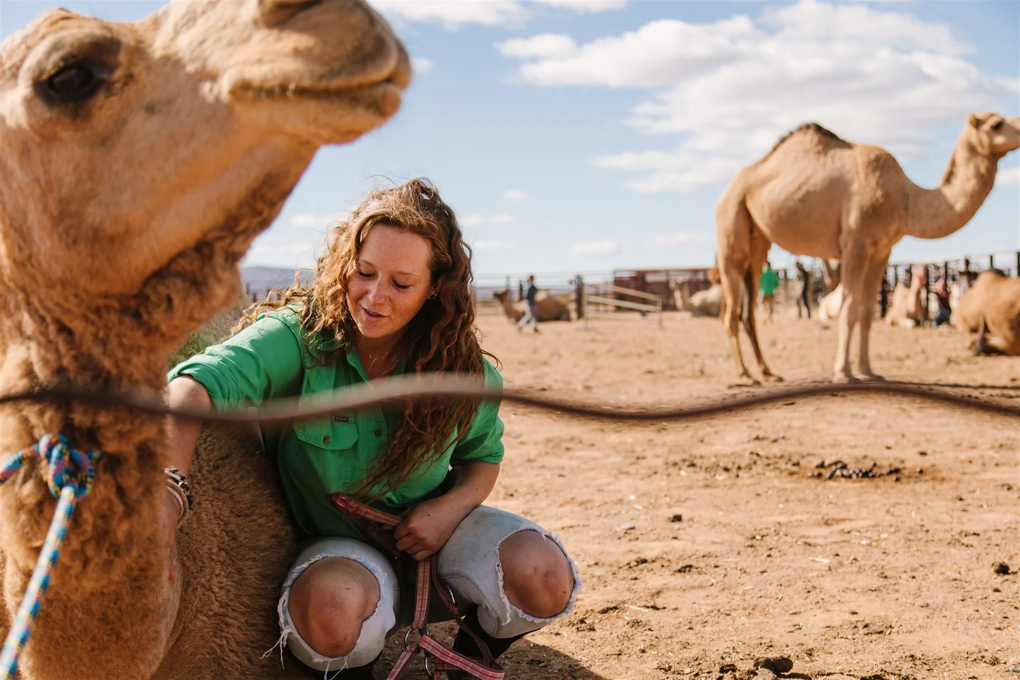 flinders-ranges-flinders-ranges-beltana-historic-town-station-camel-treks-australia-camel-brushing-in-stockade-009_websize.jpg