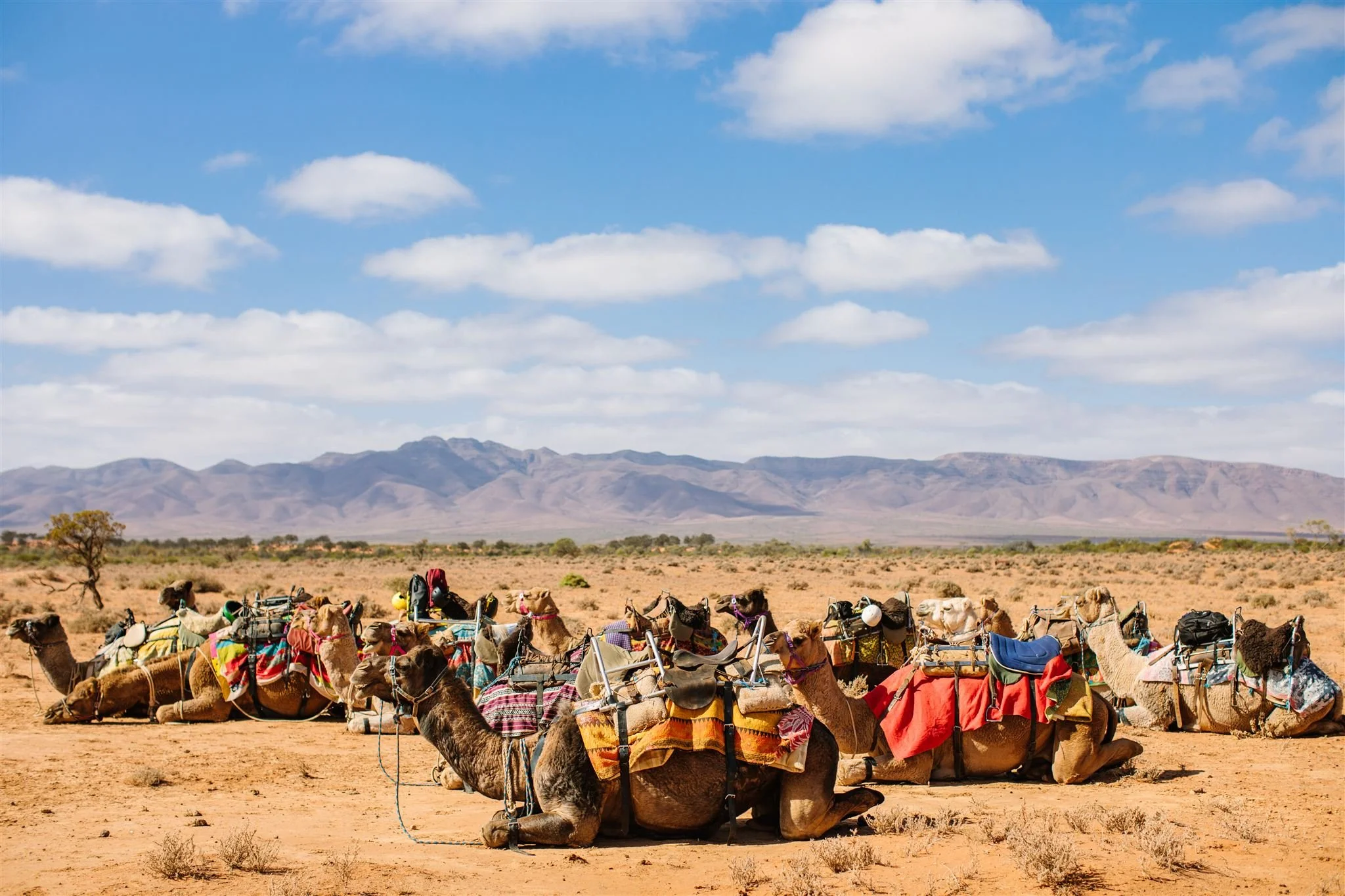 Group of camels resting on desert sand with mountains and blue sky with clouds in the background.