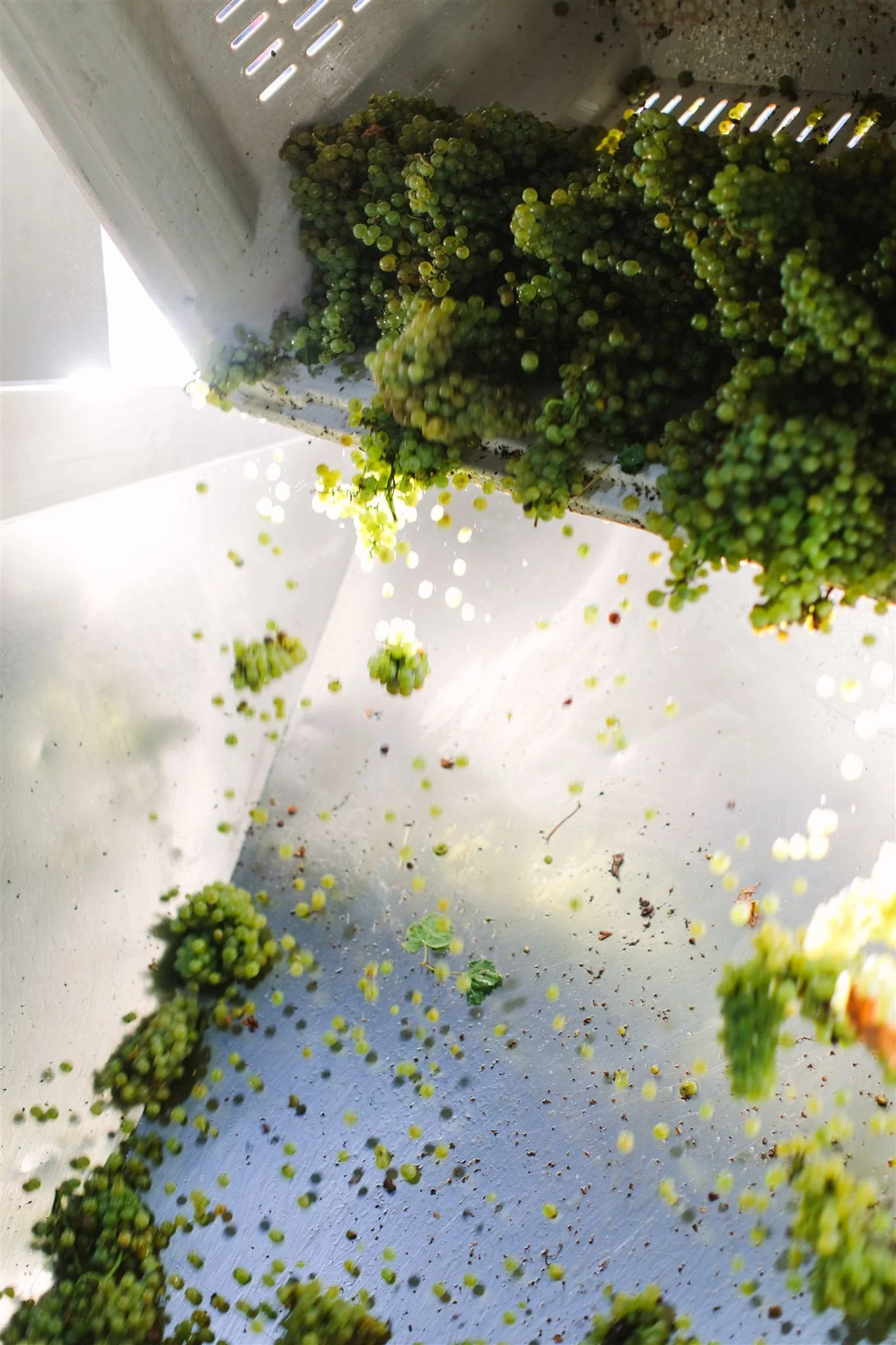 adelaide-hills-balhannah-shaw-and-smith-sauvignon-blanc-harvest-002_websize.jpg