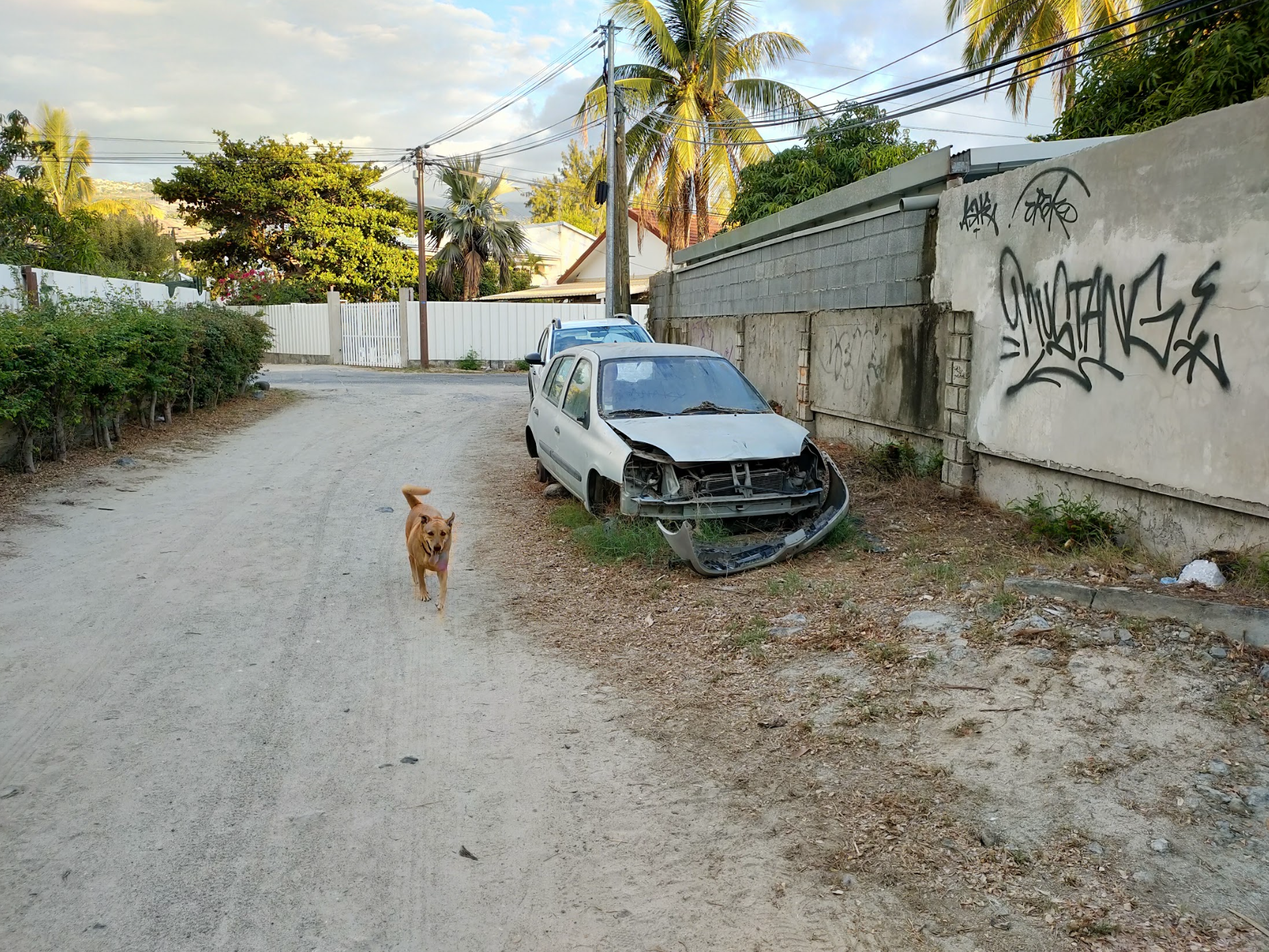 La casse des chiens