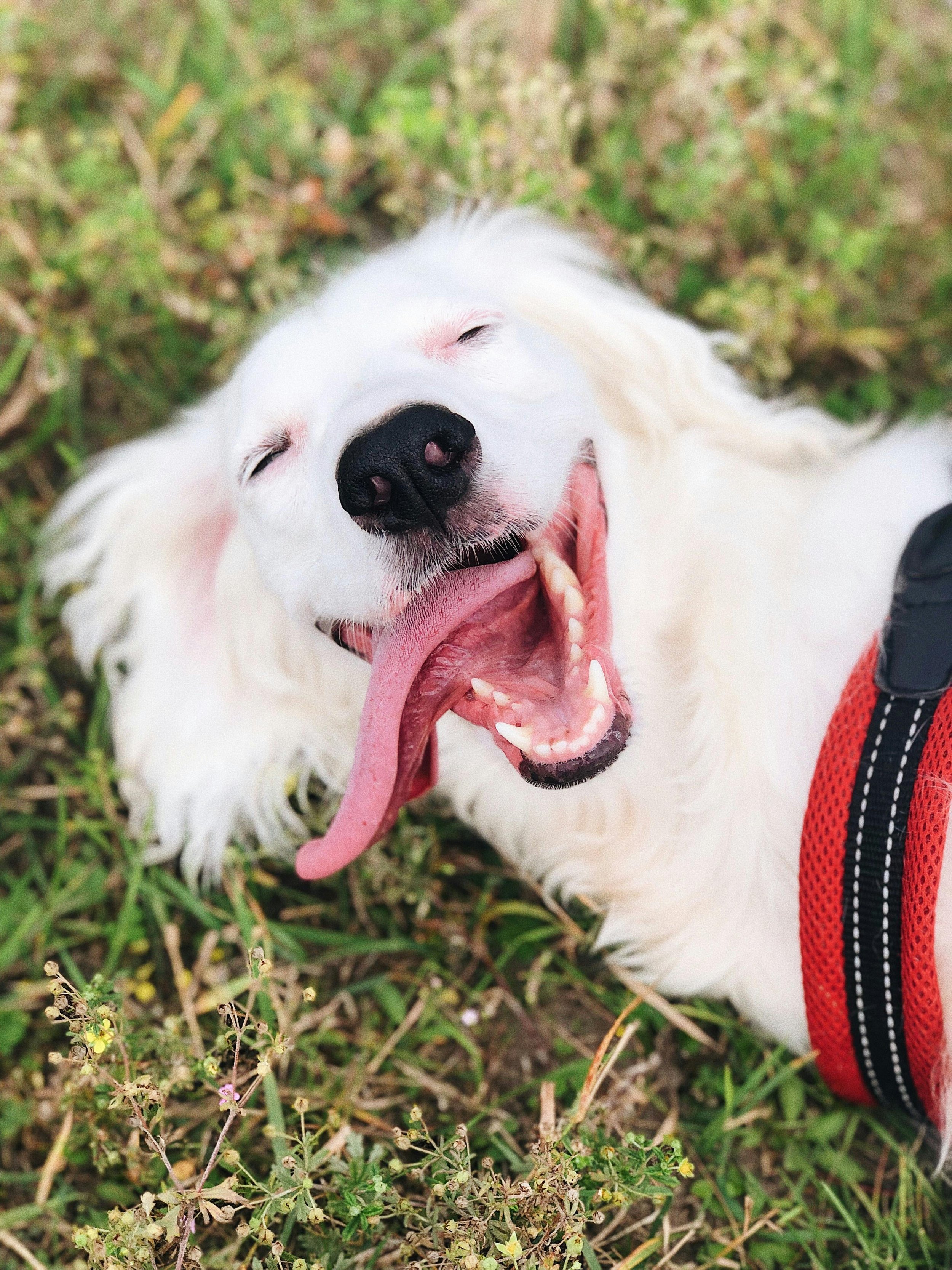 A white dog lying on grass, yawning with its mouth open and tongue visible. The dog is wearing a red harness and is surrounded by green and brown grass and plants.