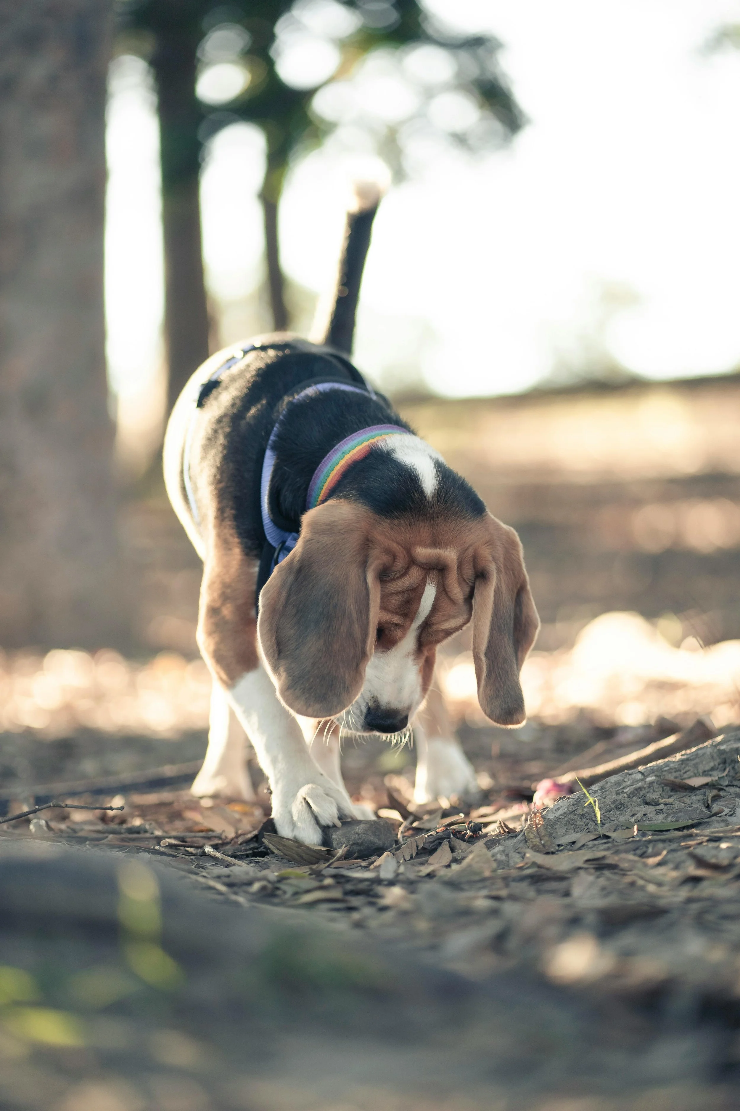 A beagle puppy with floppy ears and a black, brown, and white coat walking outdoors on a dirt ground covered with leaves, with trees and sunlight in the background.