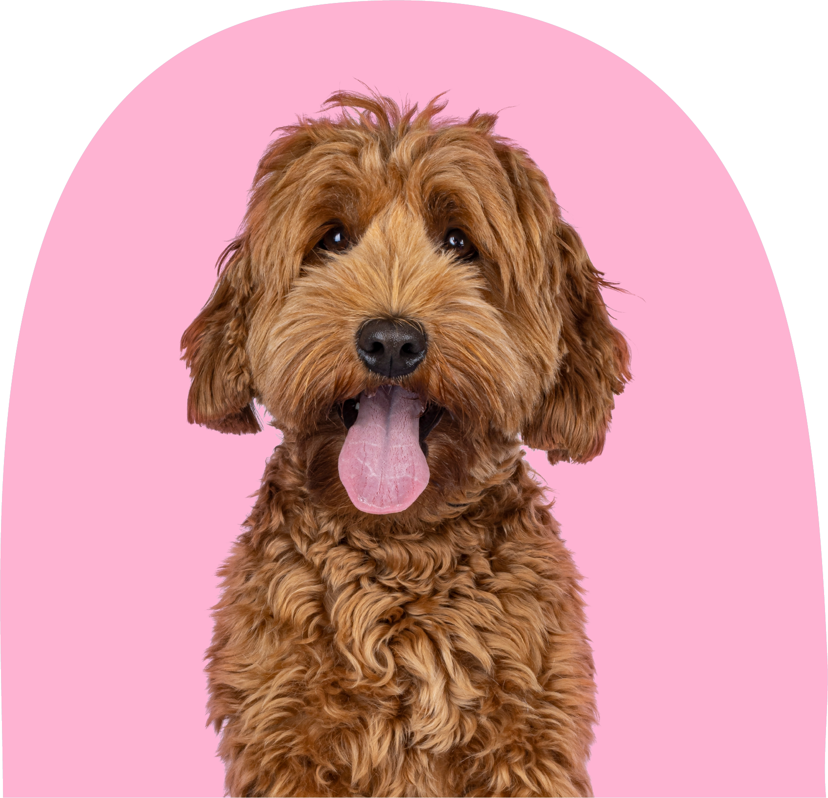 A fluffy brown dog with a pink tongue hanging out, sitting against a pink background with a semi-circle design.