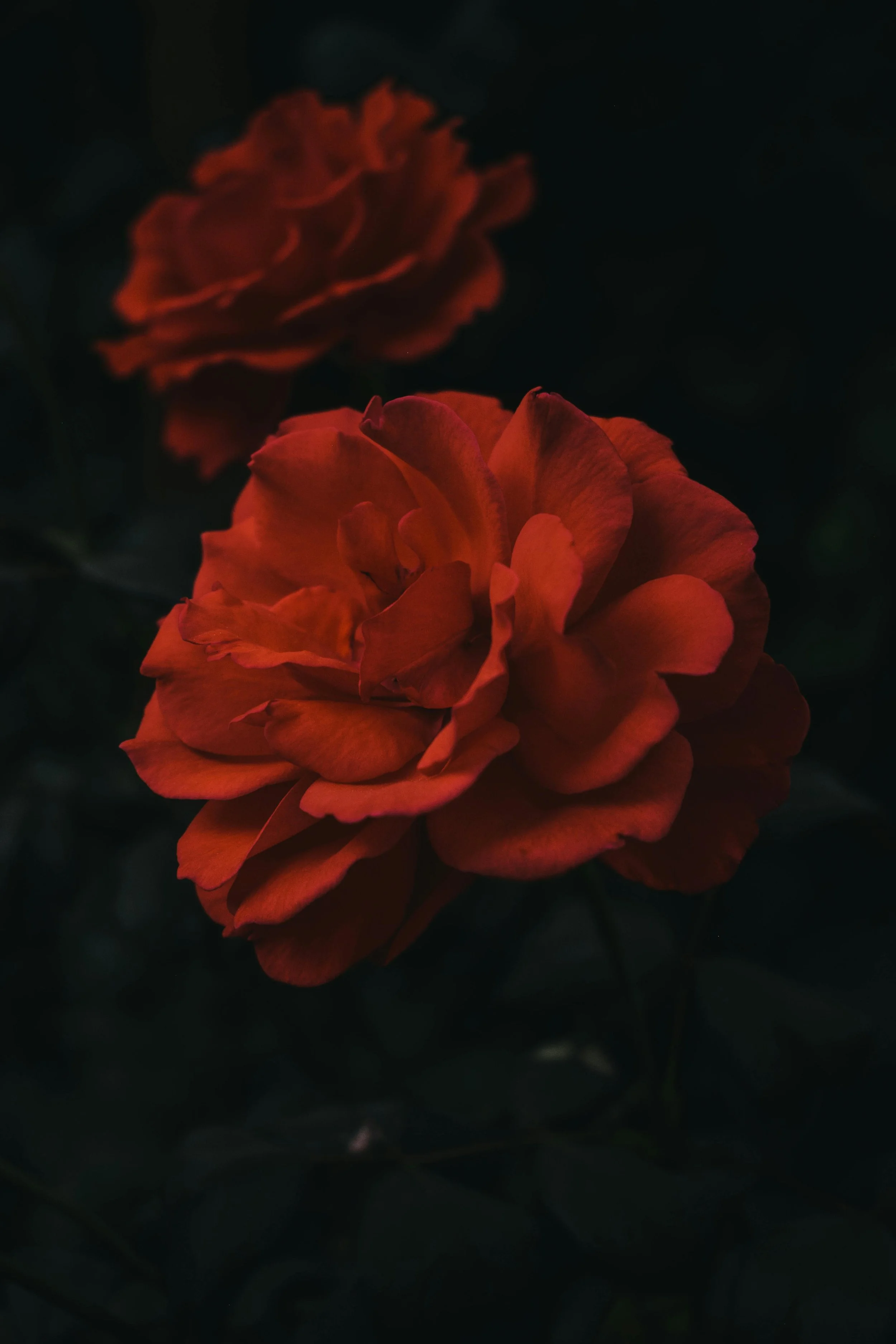 Close-up of two orange roses against dark background.