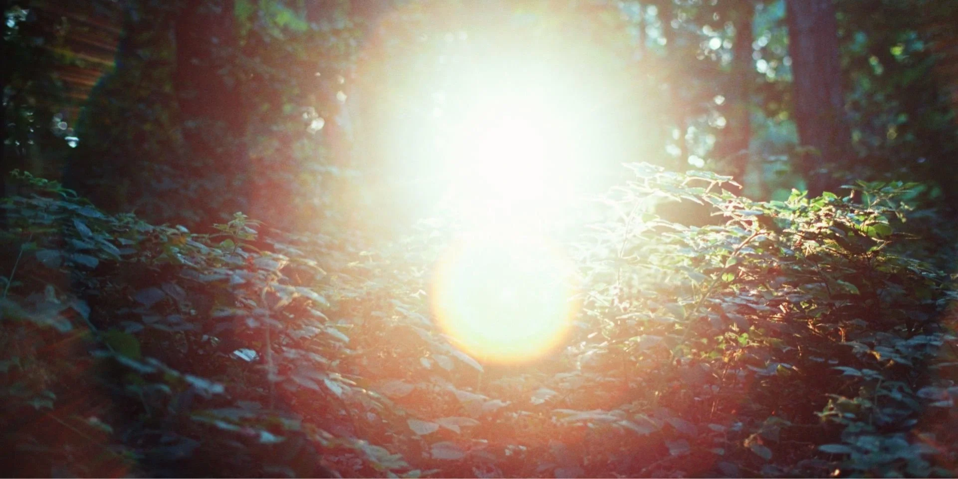 Bright sunlight streaming through a forest with dense greenery and tall trees.