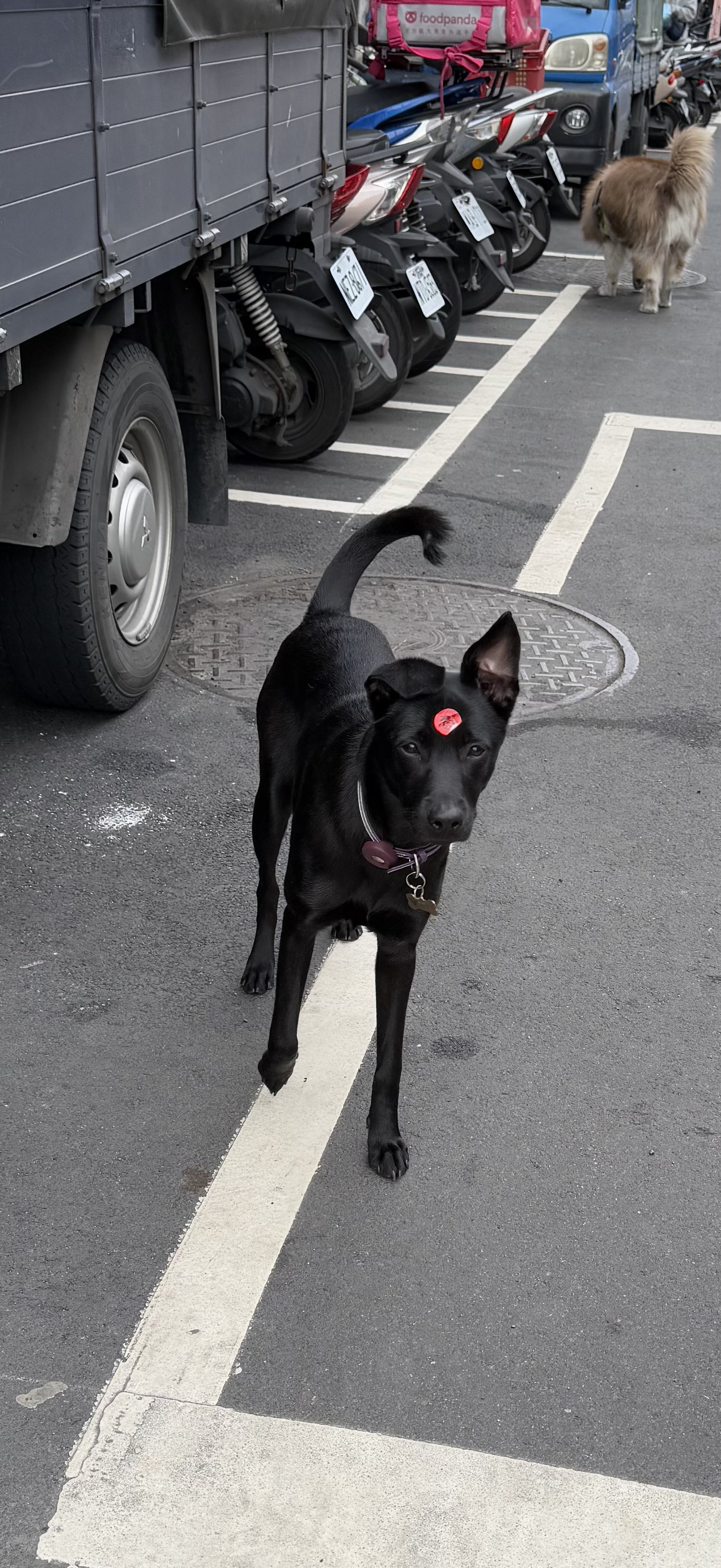 A cute doggo with a sticker in Taipei, Taiwan