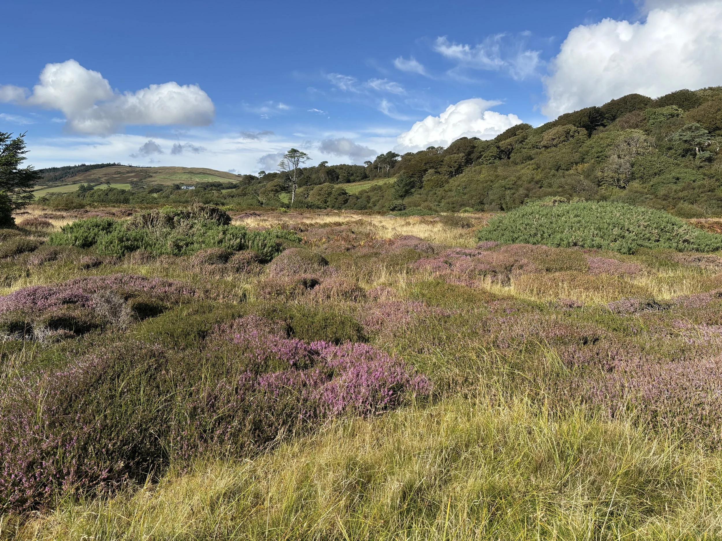 Saddell Bay flowers.