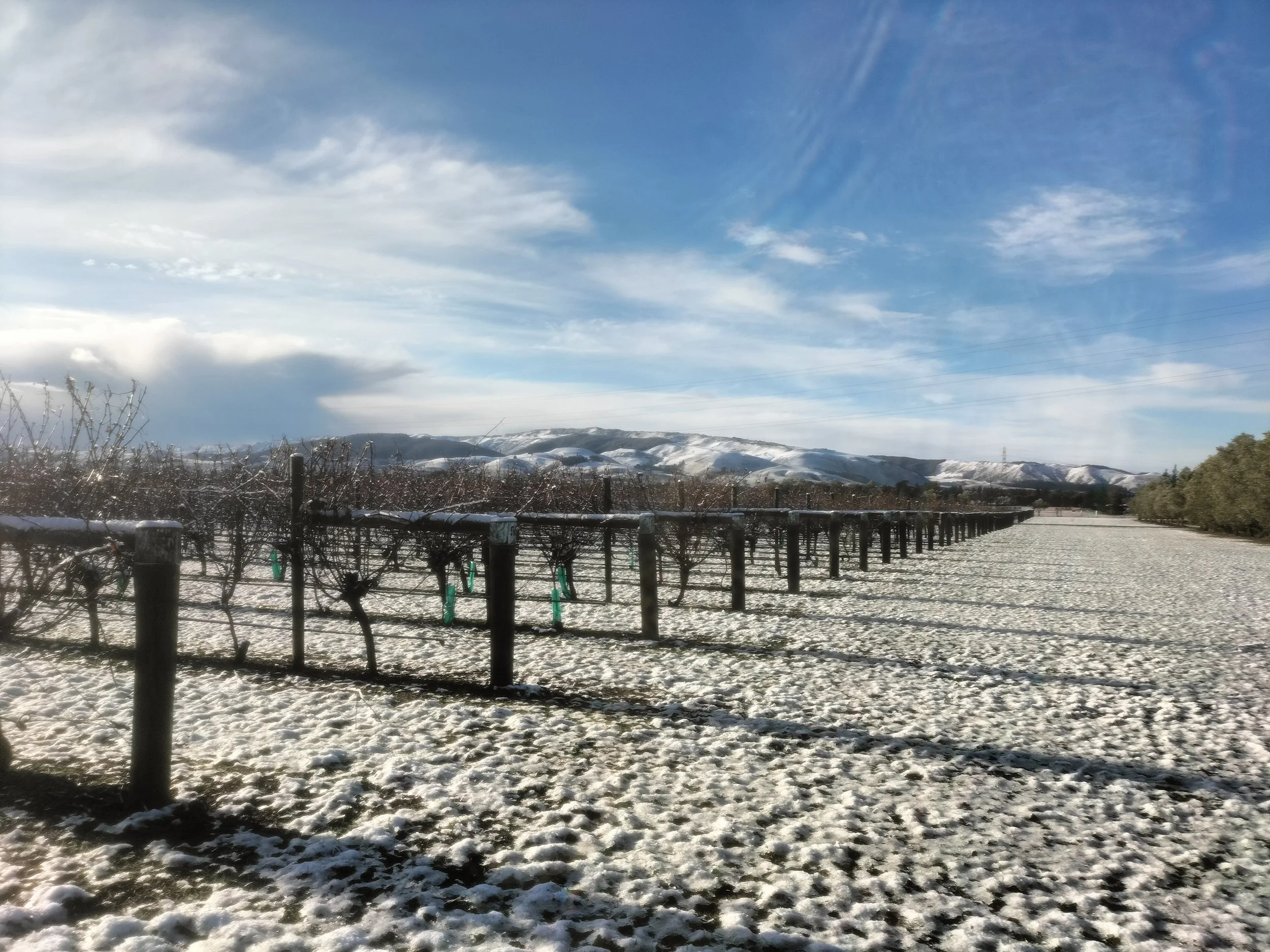 Snow-covered vineyard with rows of grapevines and mountains in the background under a partly cloudy sky.