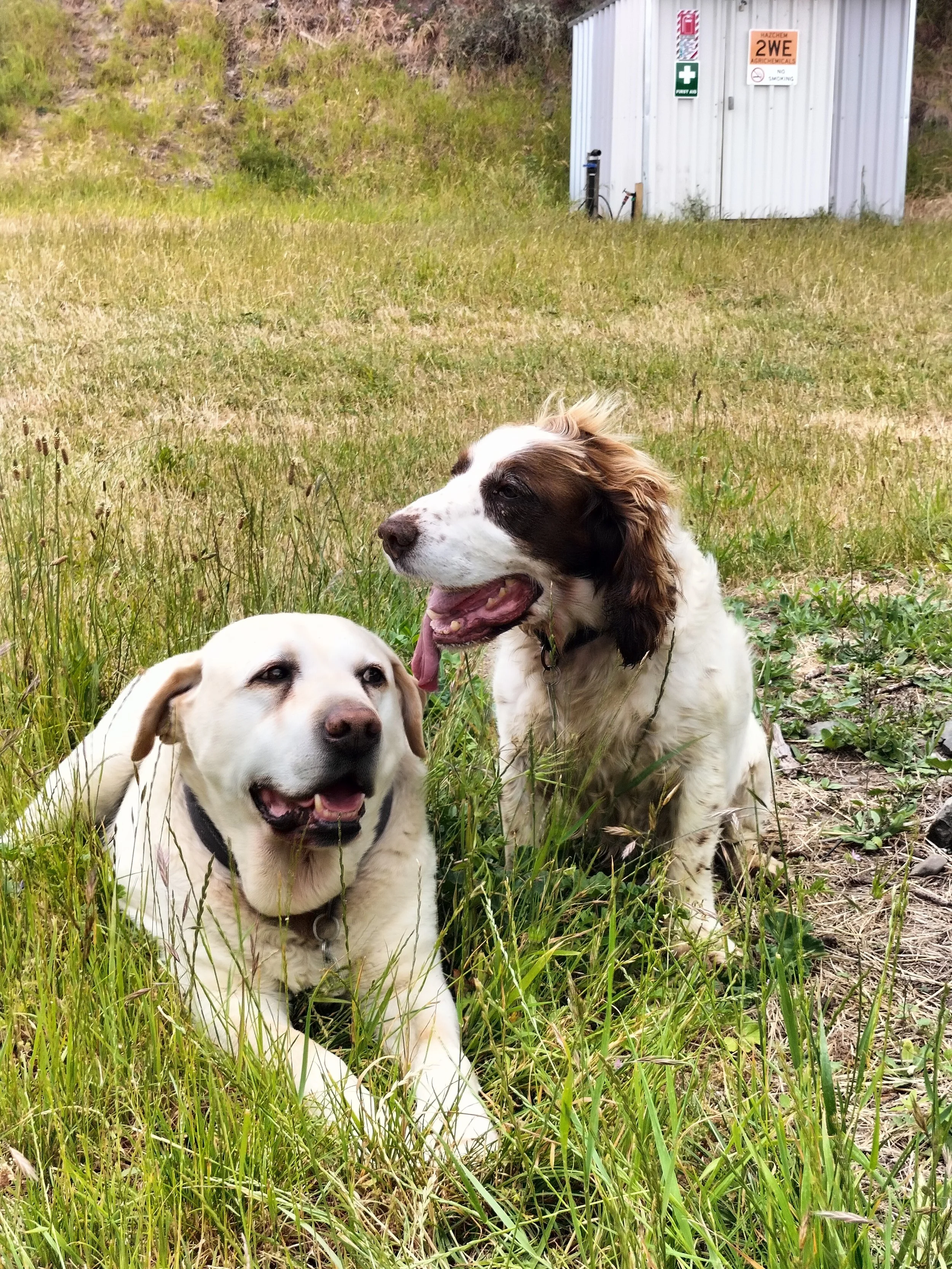 Two dogs, one sitting and one lying down, in a grassy field with a metal storage container in the background.