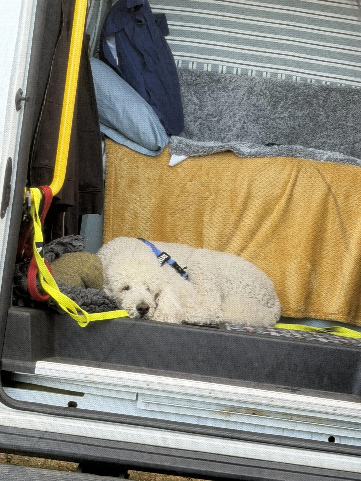 Gigging Poodle 