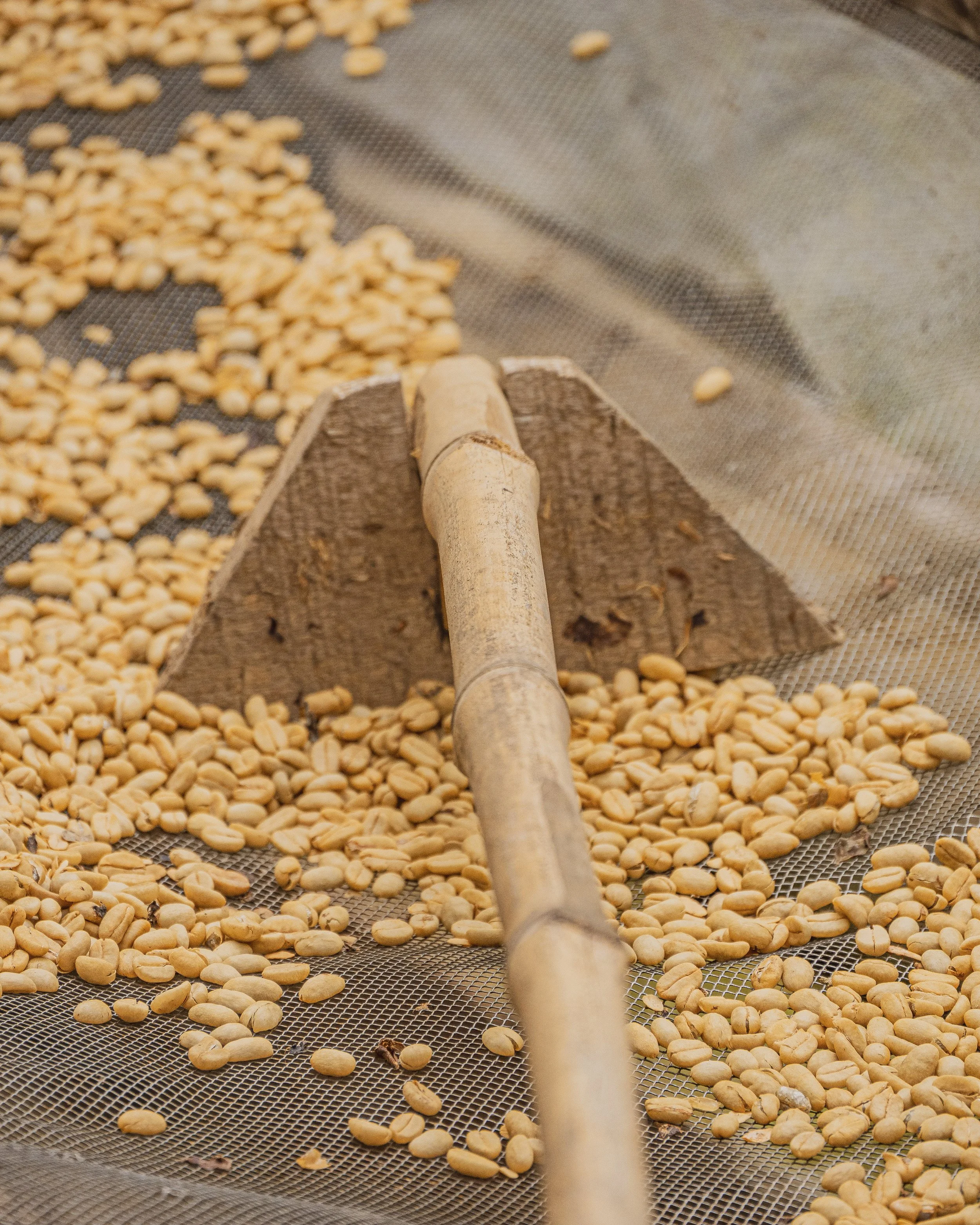 Ferme de café - Salento, Colombie