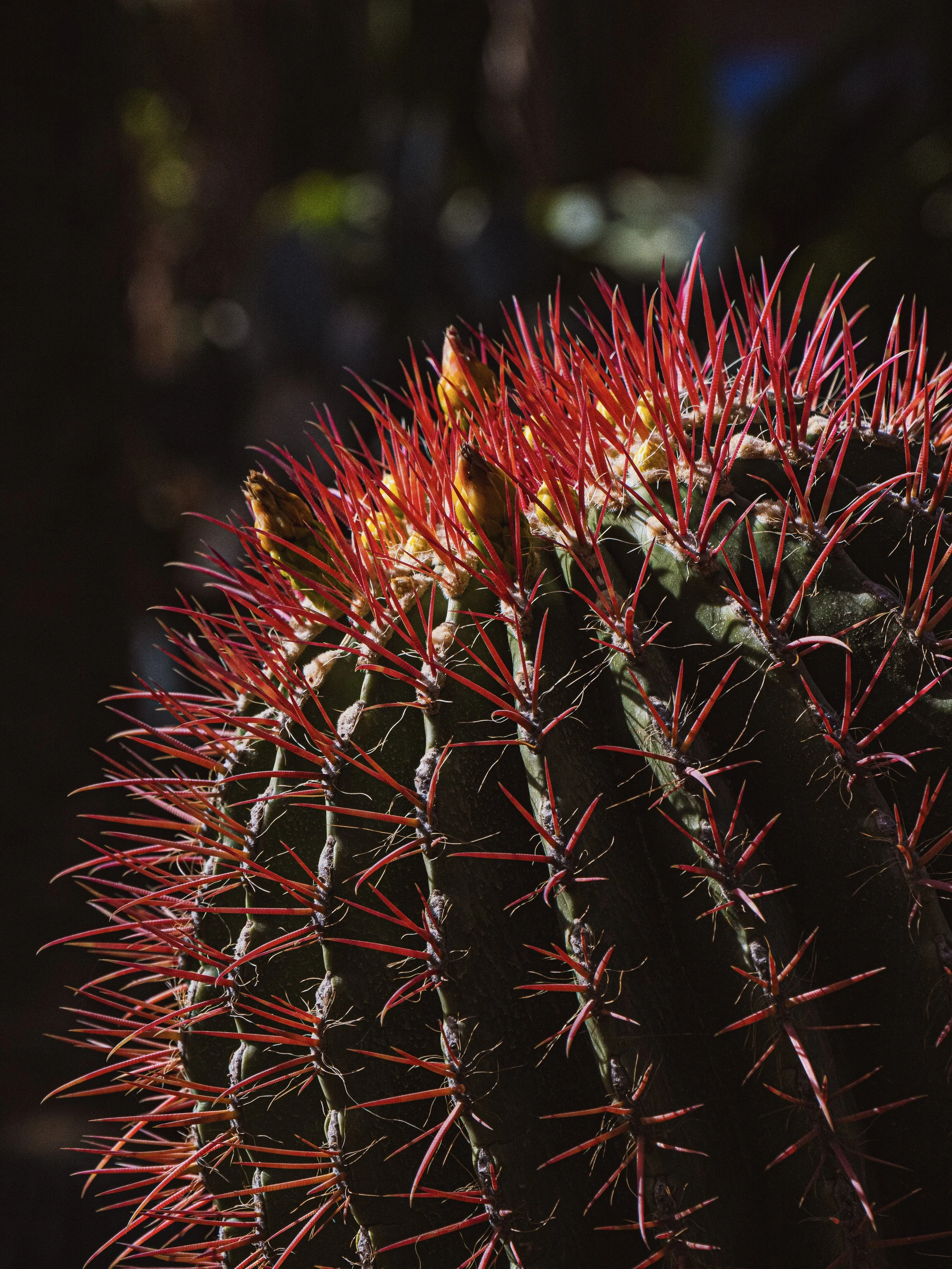 Cactus Majorelle - Poster photo