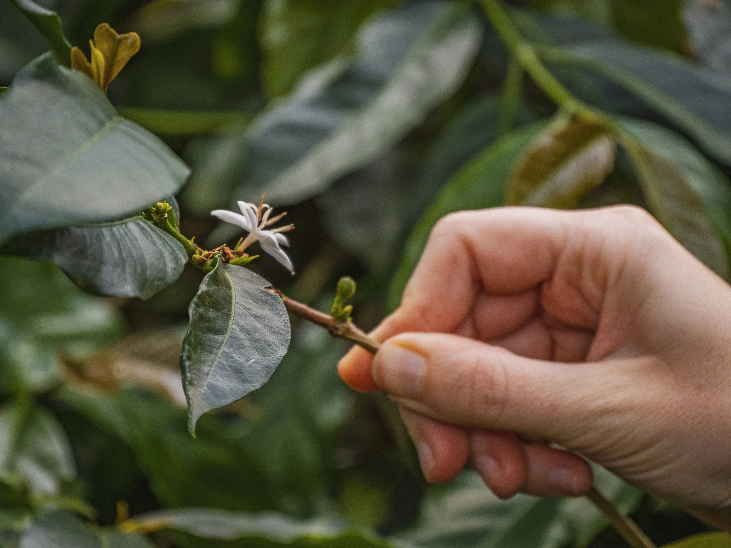 Une main tenant une branche avec une petite fleur blanche, entourée de feuilles vertes.
