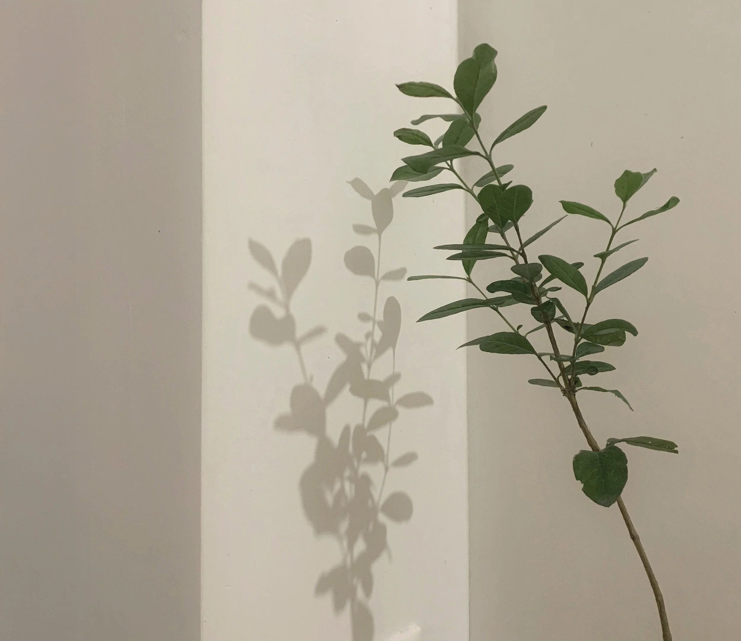 Vihreä kasvi muodostaa varjon seinää vasten.