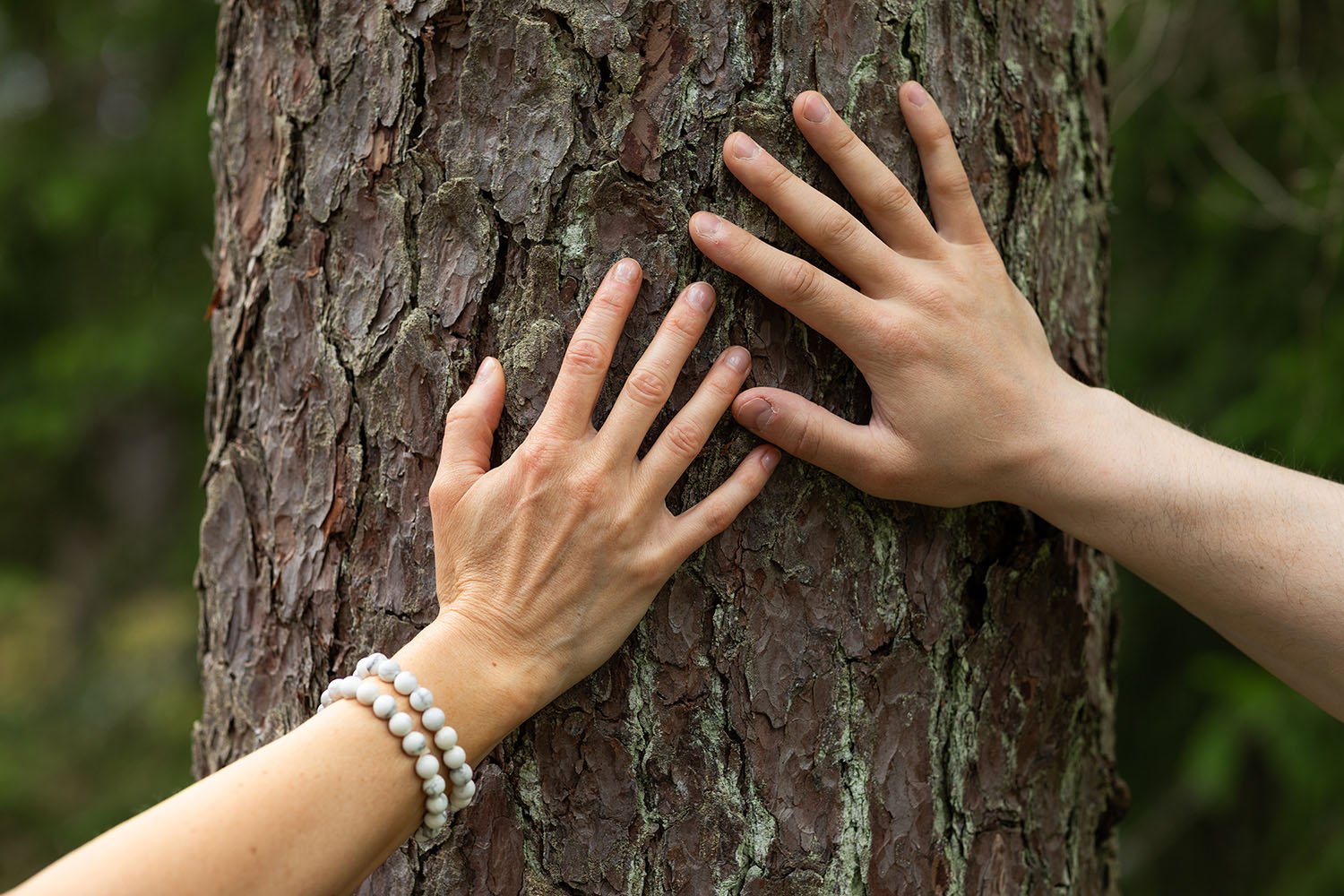 Kädet puunrungolla osoittamassa yhteyttä sekä luonnon että ihmisten välillä