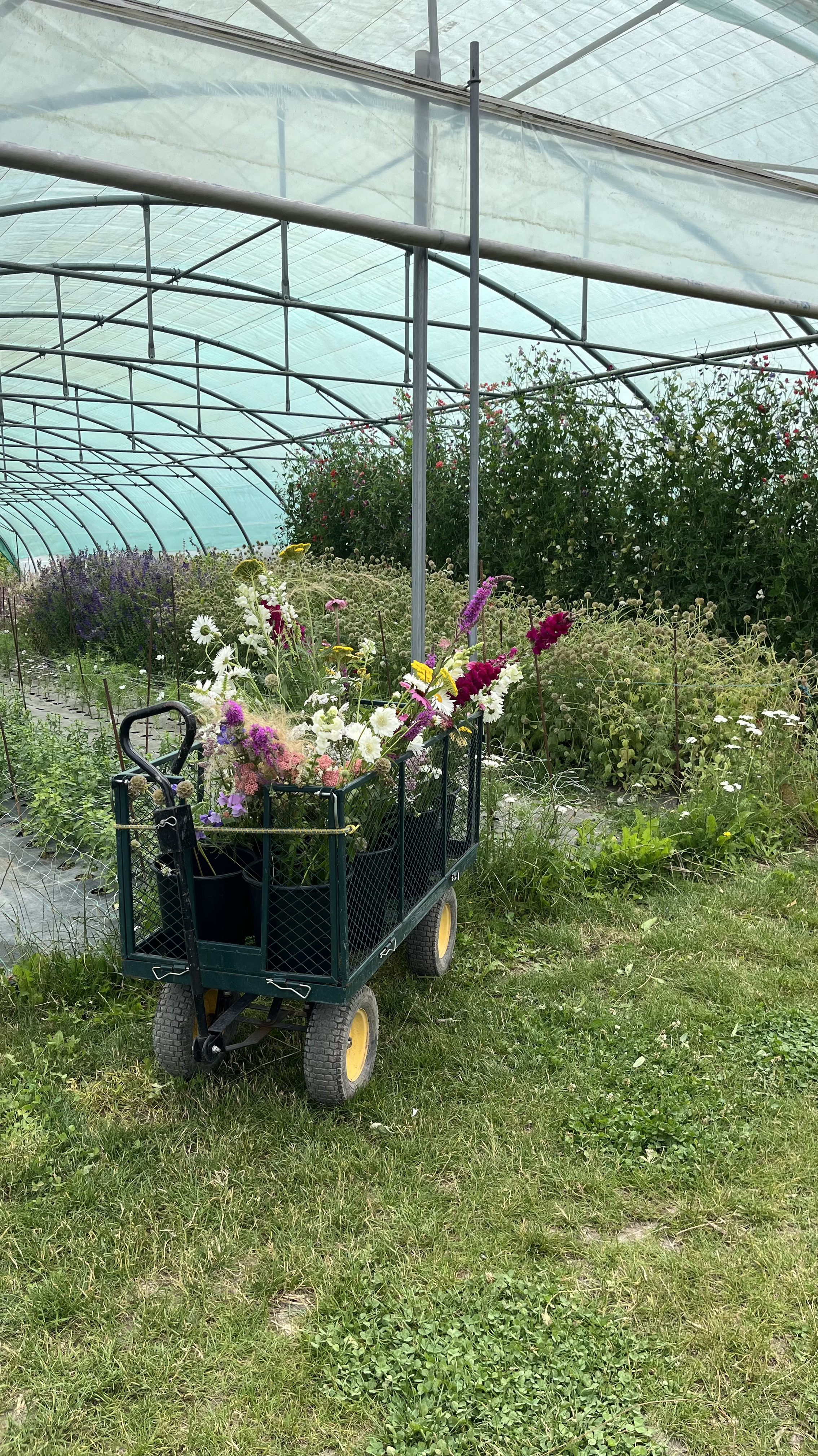 Animation récolte et bouquets de fleurs