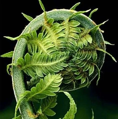 fibonacci-spiral-in-nature-fern-tattoo.jpg