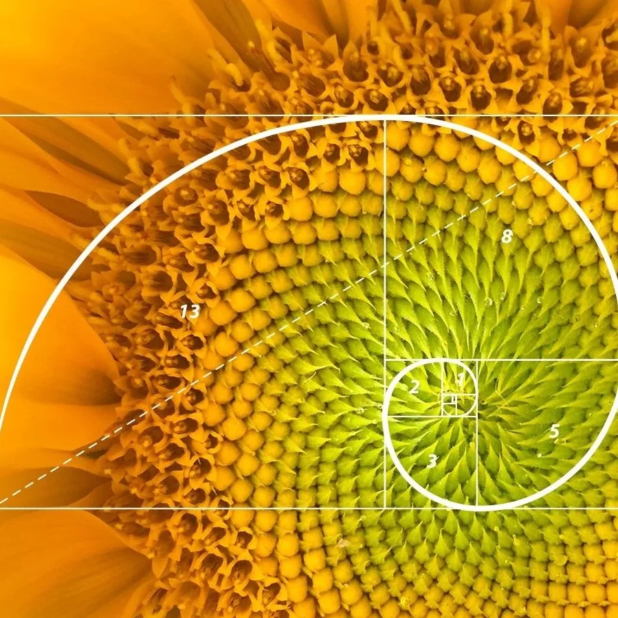 Attain+AI+Training+IsleofMan+Sunflower.jpg