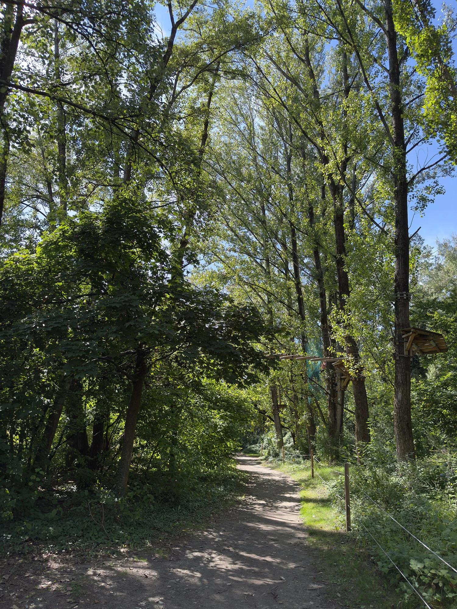 Chemin forestier au Domaine des Îles, idéal pour la randonnée calme et ressourçante. Bordé d'arbres avec cabanes perchées dans les arbres et ciel bleu clair.