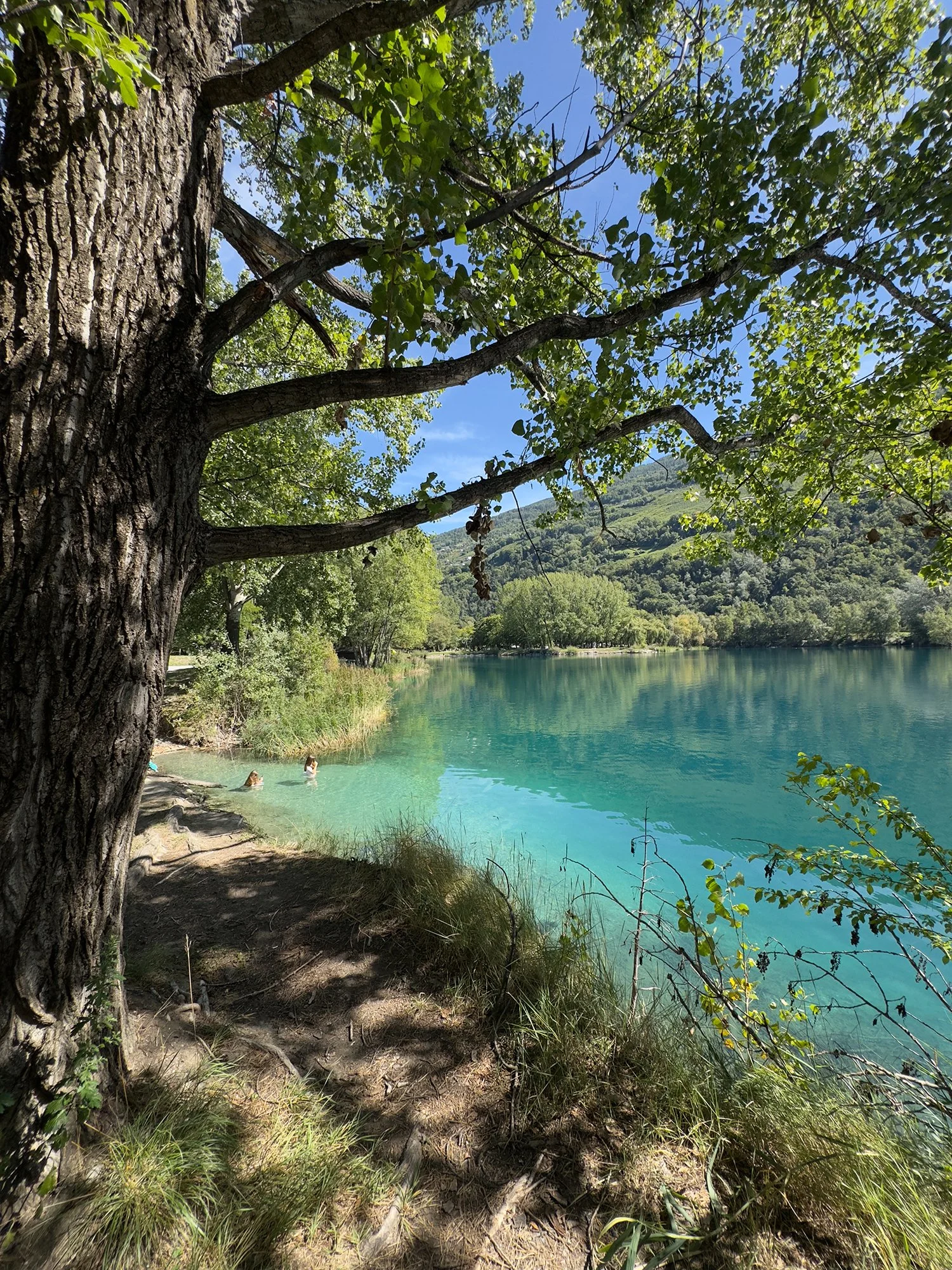 Scène de nature avec un arbre au premier plan, une rive d'eau claire turquoise, et des montagnes en arrière-plan sous un ciel bleu clair. Domaine des Îles de Sion, en Valais (Suisse). Un chemin de randonnées autour du lac.