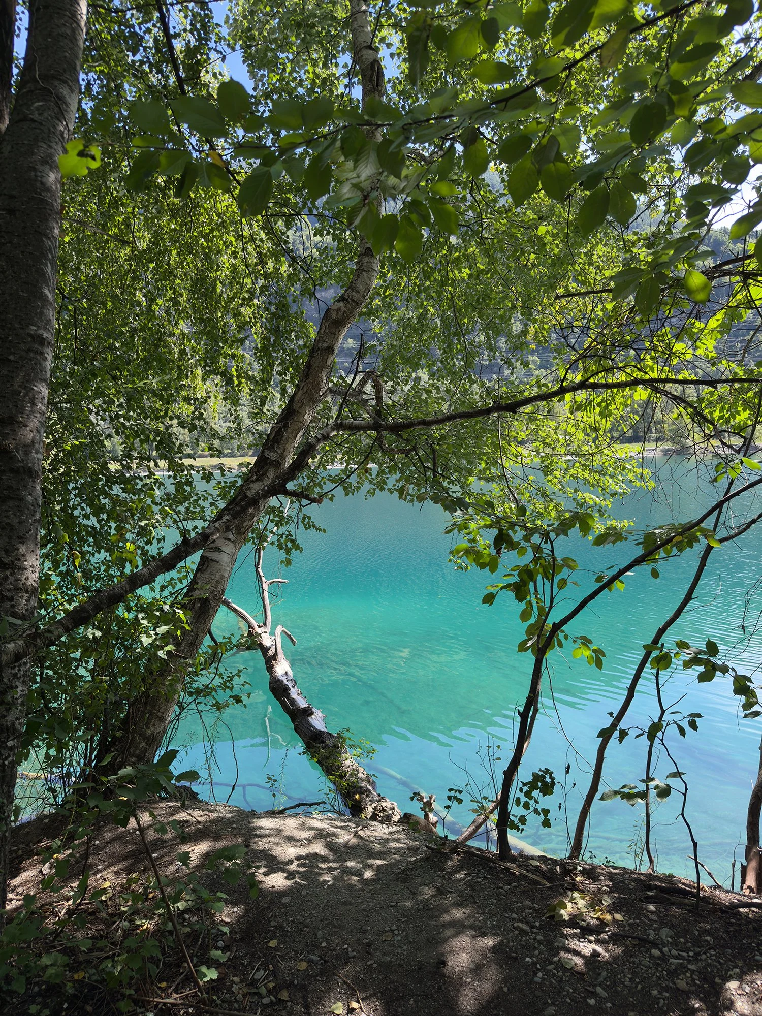 Vue d'une forêt bordant le lac du Domaine des Îles. lac aux eaux turquoise, avec un arbre penché vers l'eau et des feuilles vertes en premier plan.