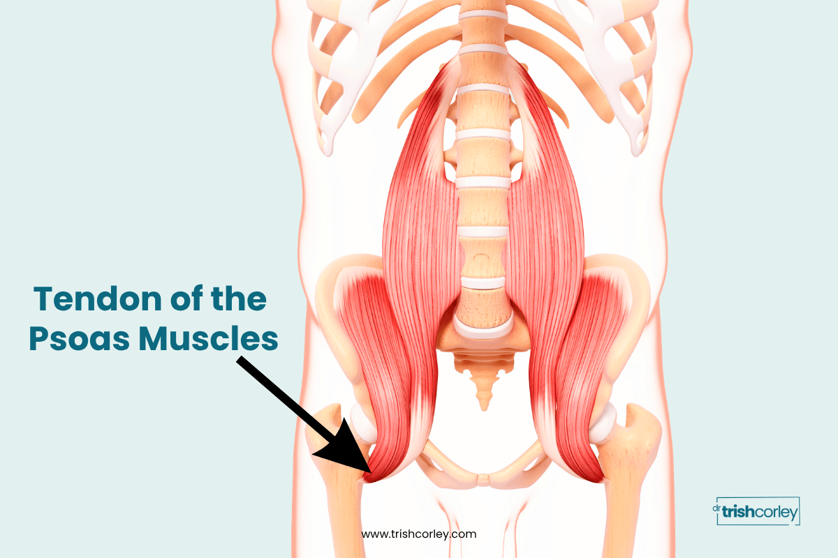 Anatomical graphic pointing to the psoas muscle and hip tendons in yoga
