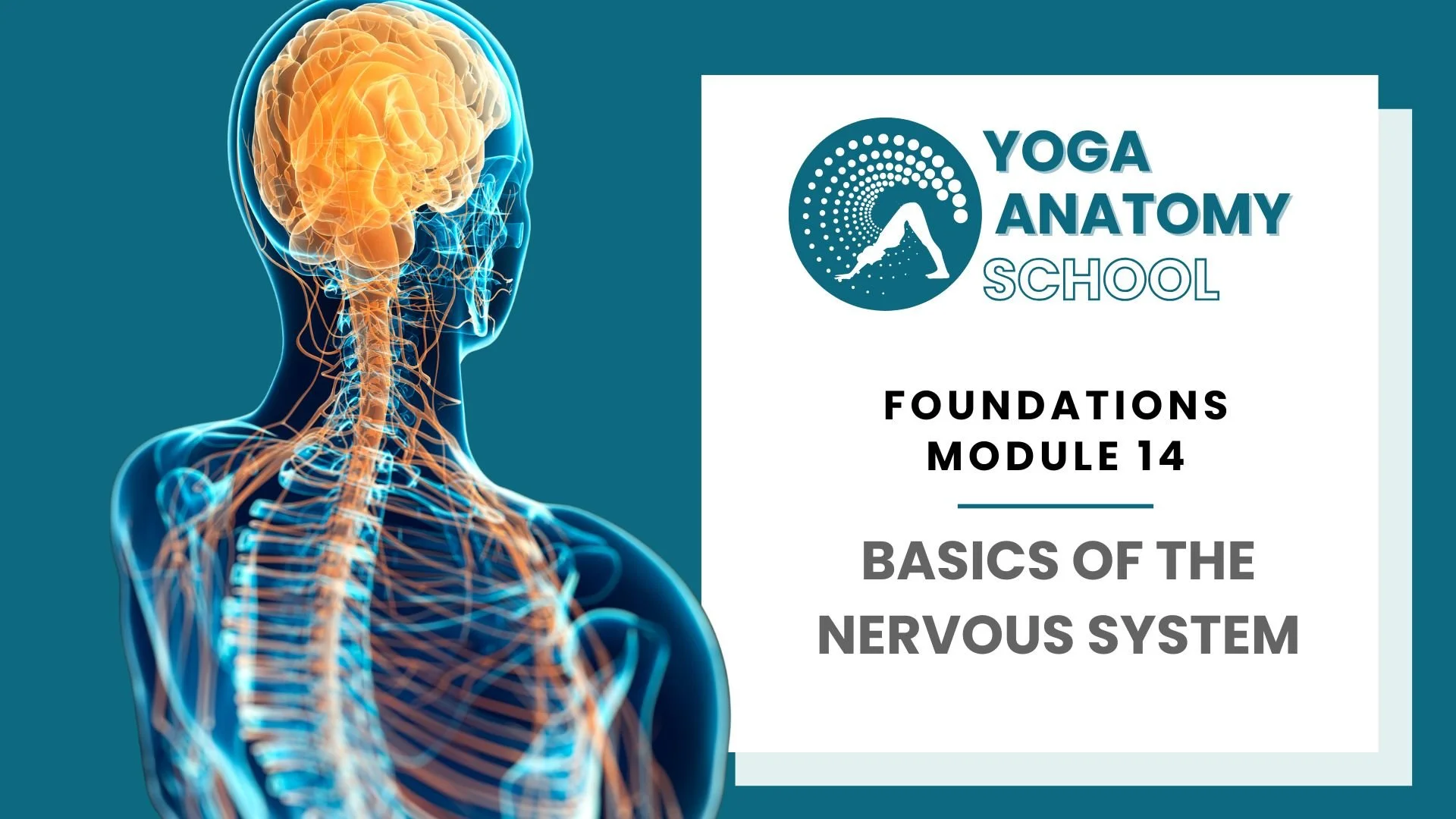 Yoga Anatomy Muscles & Joints - 10 sec video (14).jpg