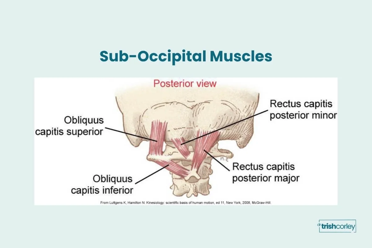 Anatomy graphic of the suboccipital muscles at the base of the skull relevant to locust pose cues