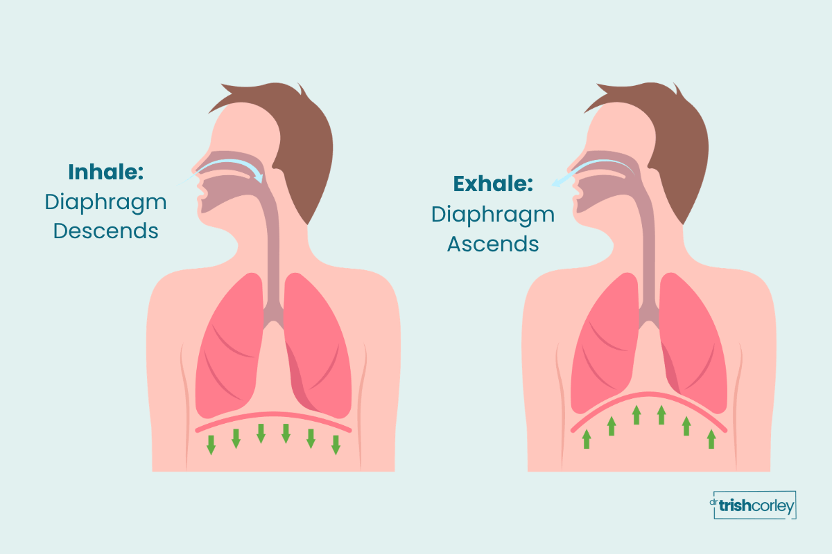 Anatomical illustration showing diaphragm descending on inhale and ascending on exhale for breath cues in yoga