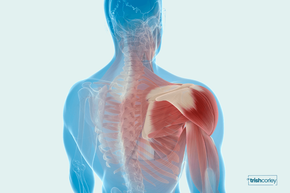 Illustration of shoulder muscles activated during upward facing dog yoga posture