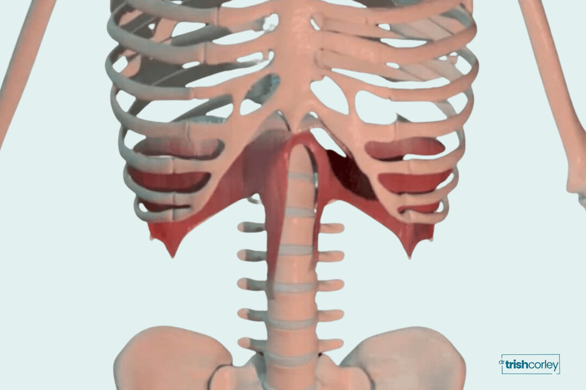 5 Reasons Yoga Teachers Should Study the Spine and Ribs