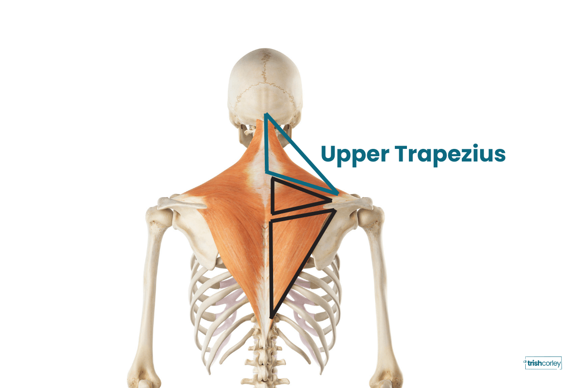 Anatomy diagram highlighting the upper trapezius muscle on the neck and shoulder