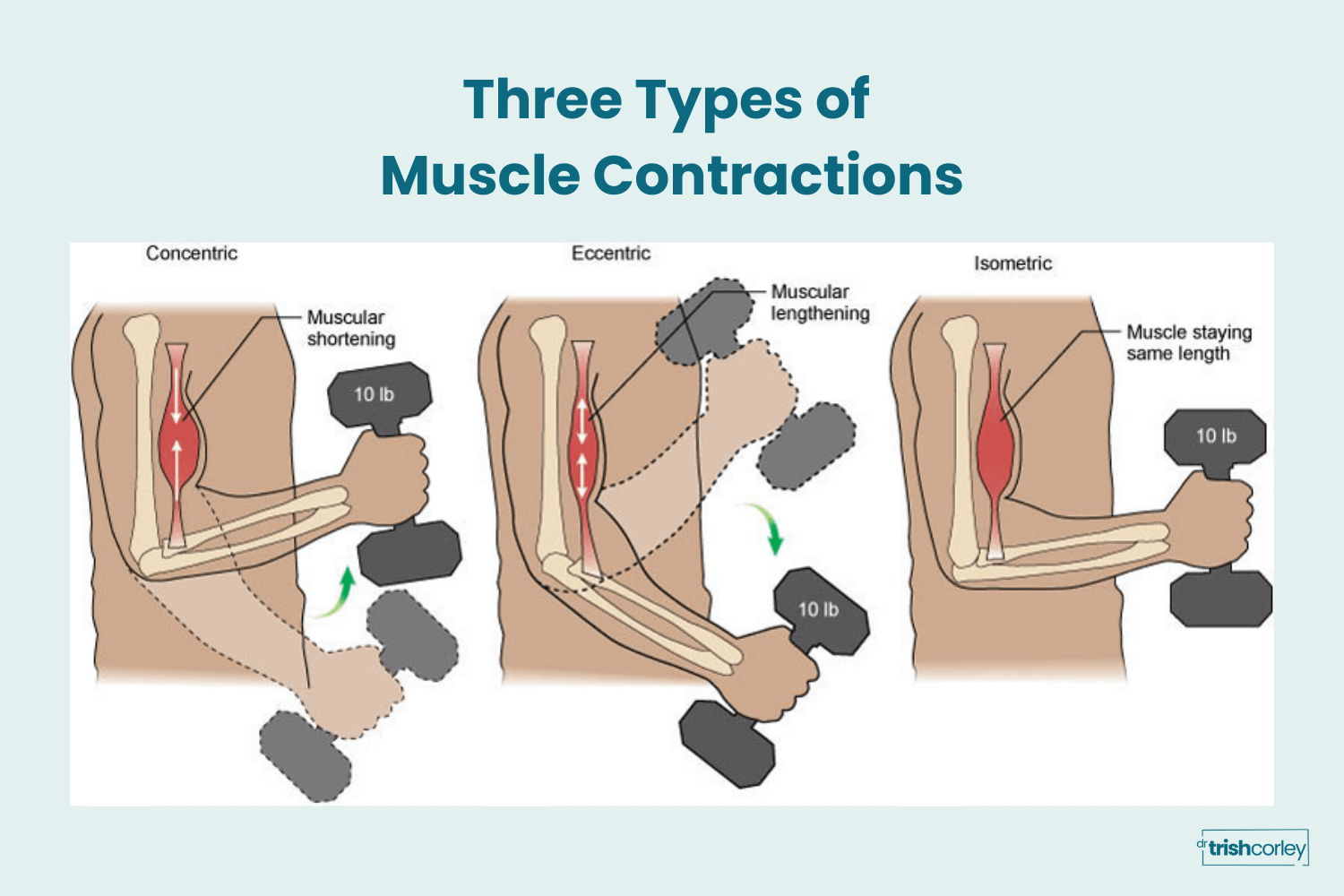 Three types of muscle contractions in yoga: concentric, eccentric, and isometric
