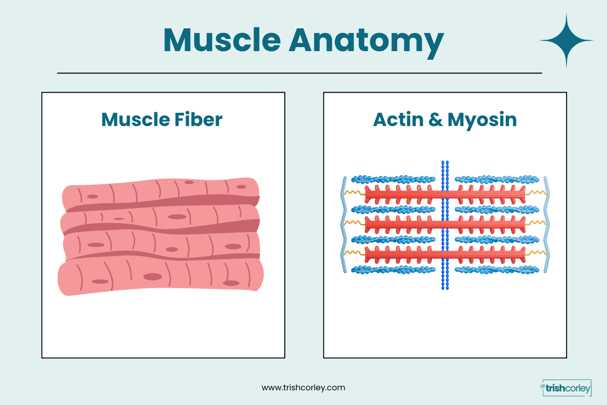 Diagram of a muscle fiber and the actin and myosin strands inside it that slide apart when muscles lengthen